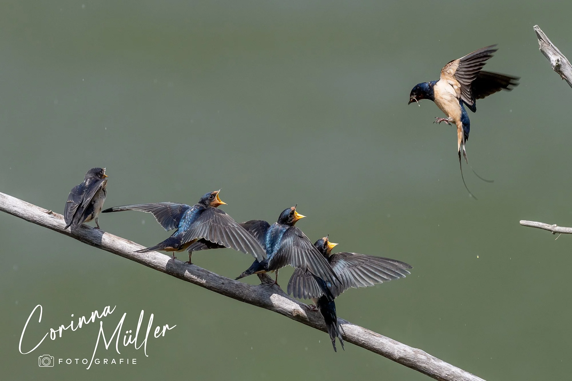 Vogelfotografie Corinna Müller