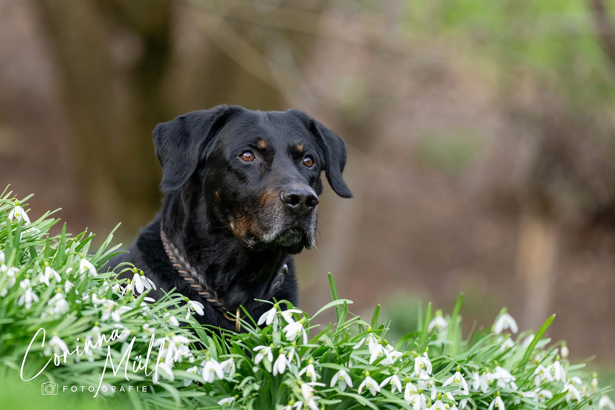 Hundefotografie Corinna Müller