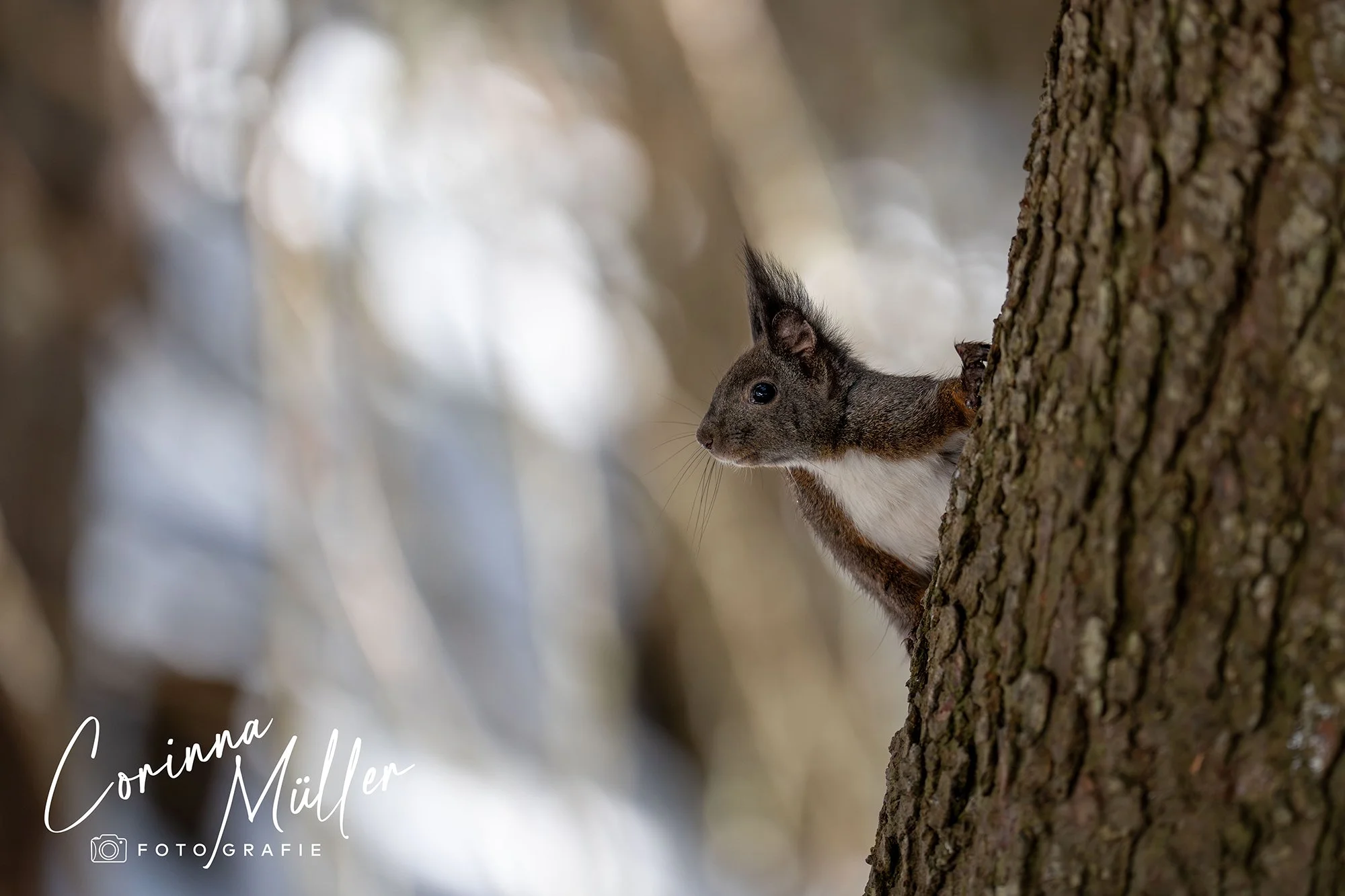 Wildtierfotografie Corinna Müller