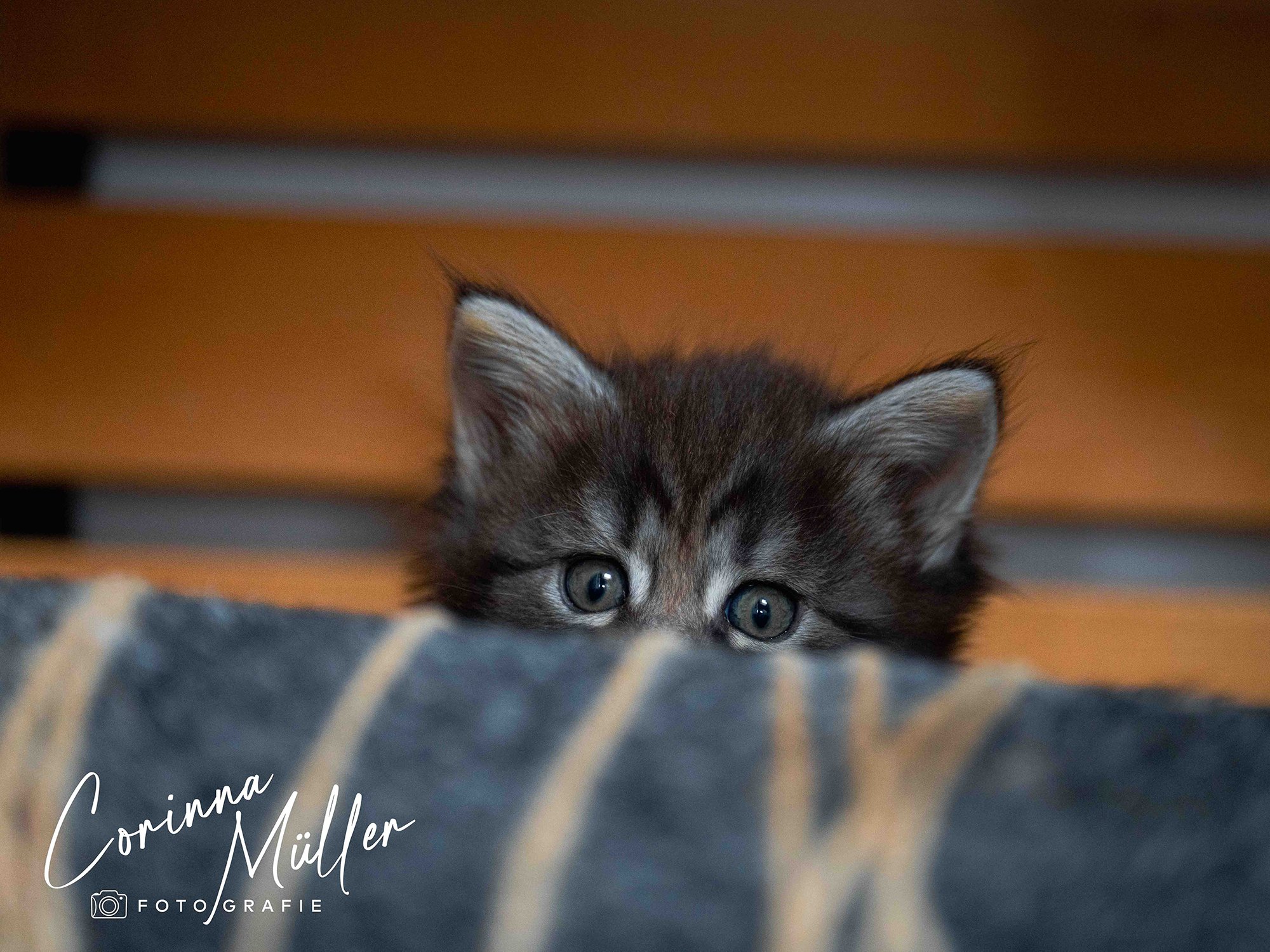 Tierfotografie Corinna Müller