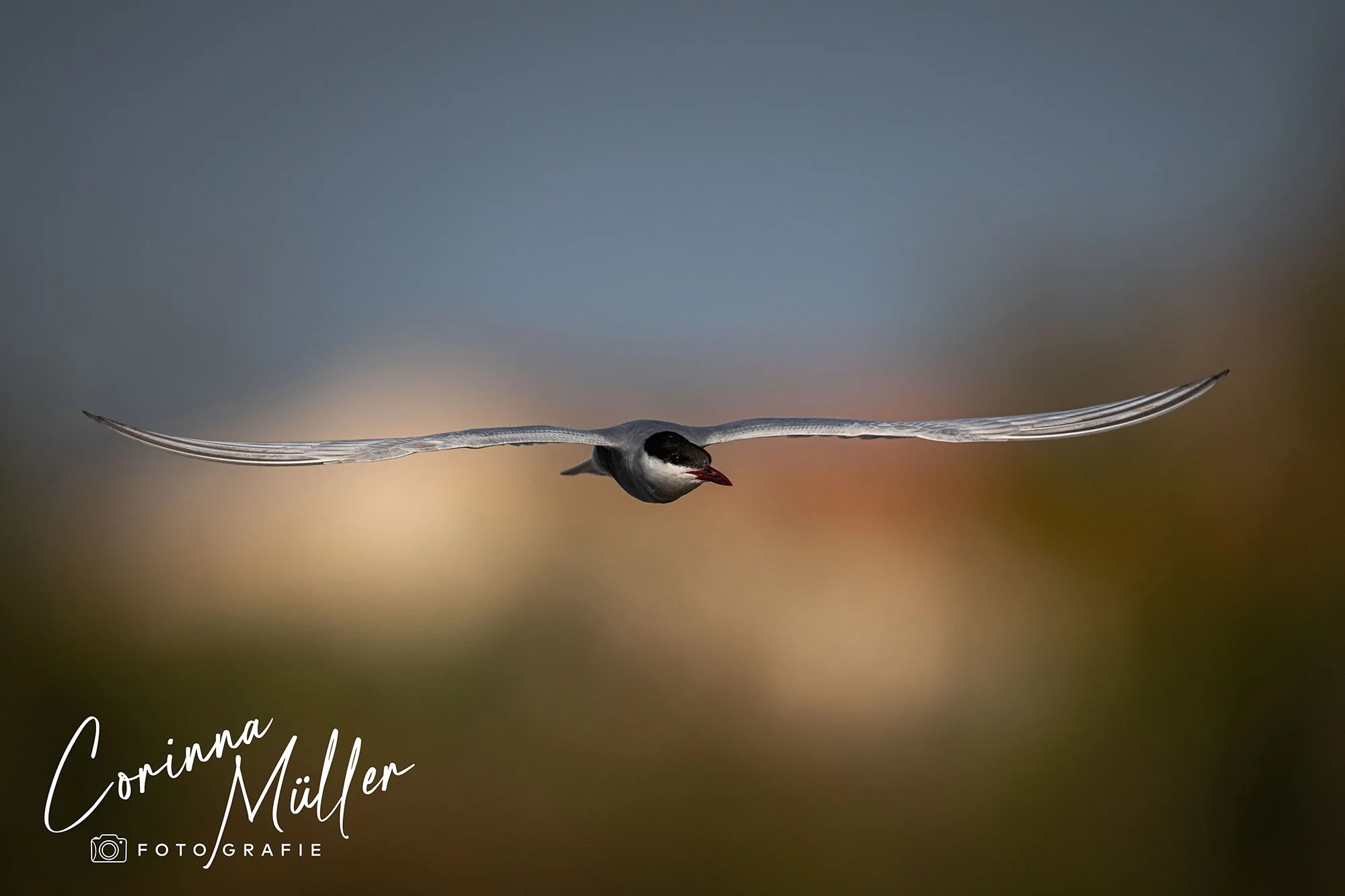 Vogelfotografie Corinna Müller