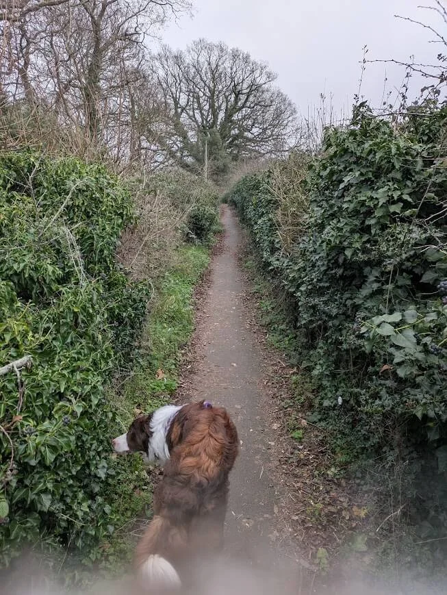 Dog walking along a narrow English country lane, reflecting the countryside setting of Lucy Emblem’s cozy mysteries