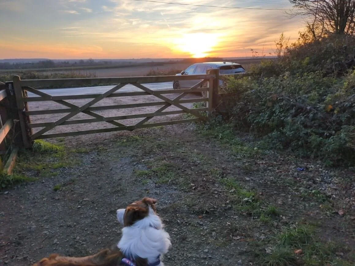 Dog looking across the Malvern countryside at sunset, inspiration for Lucy Emblem’s cozy mystery setting