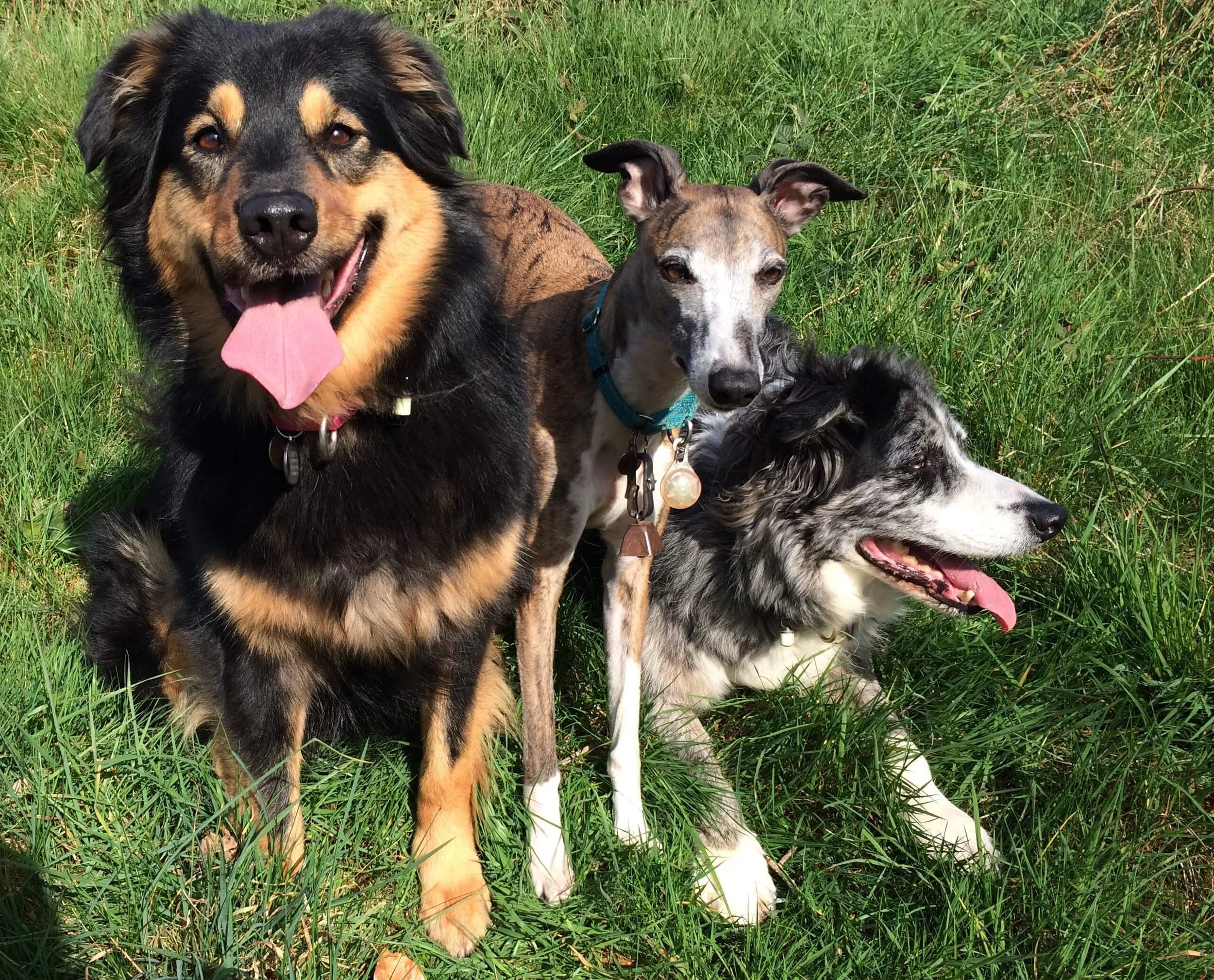 Three Wonderful Dog in Pinnacle hill