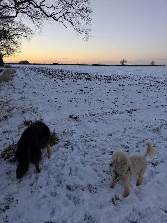 Two dogs exploring a snowy English countryside field, inspiration for the animal characters in Lucy Emblem’s cozy mysteries