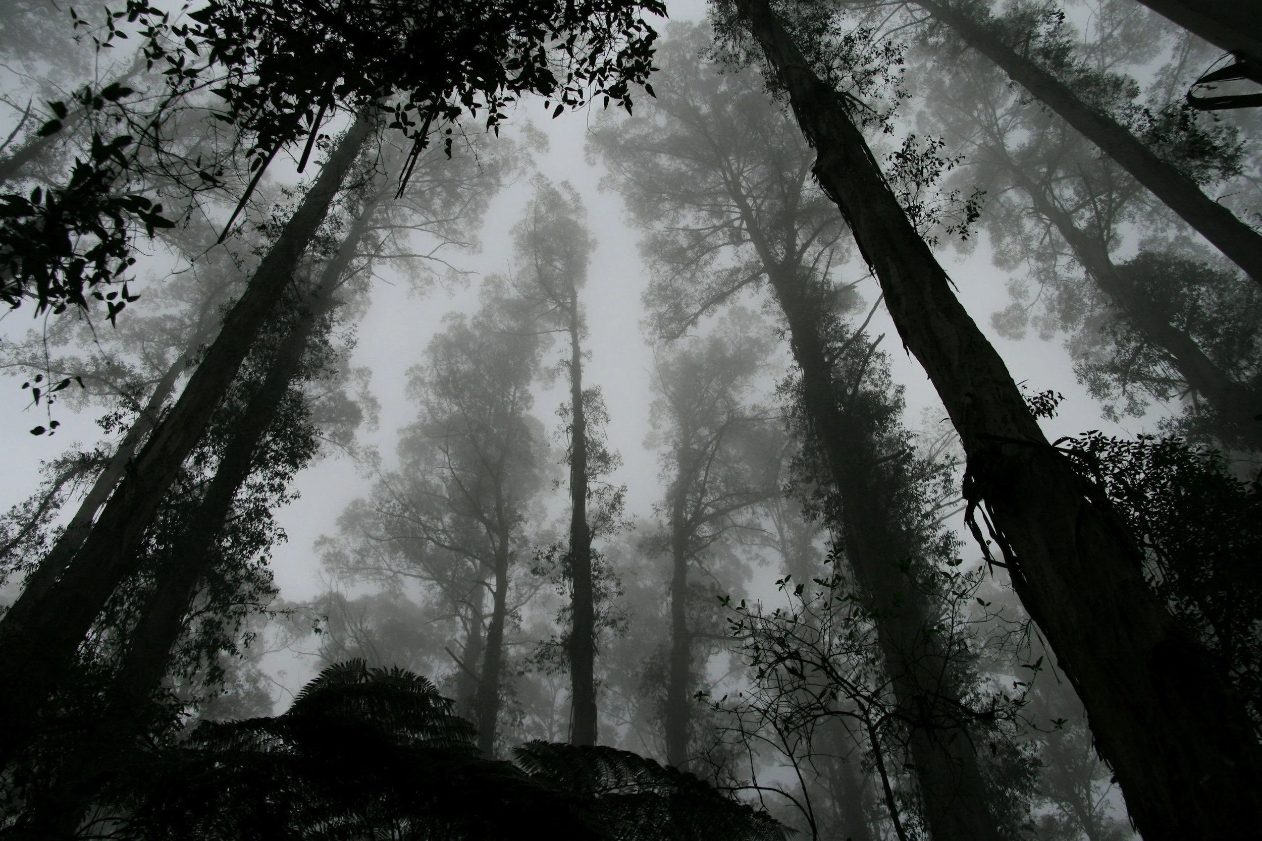 Tall trees in a foggy forest, viewed from below.