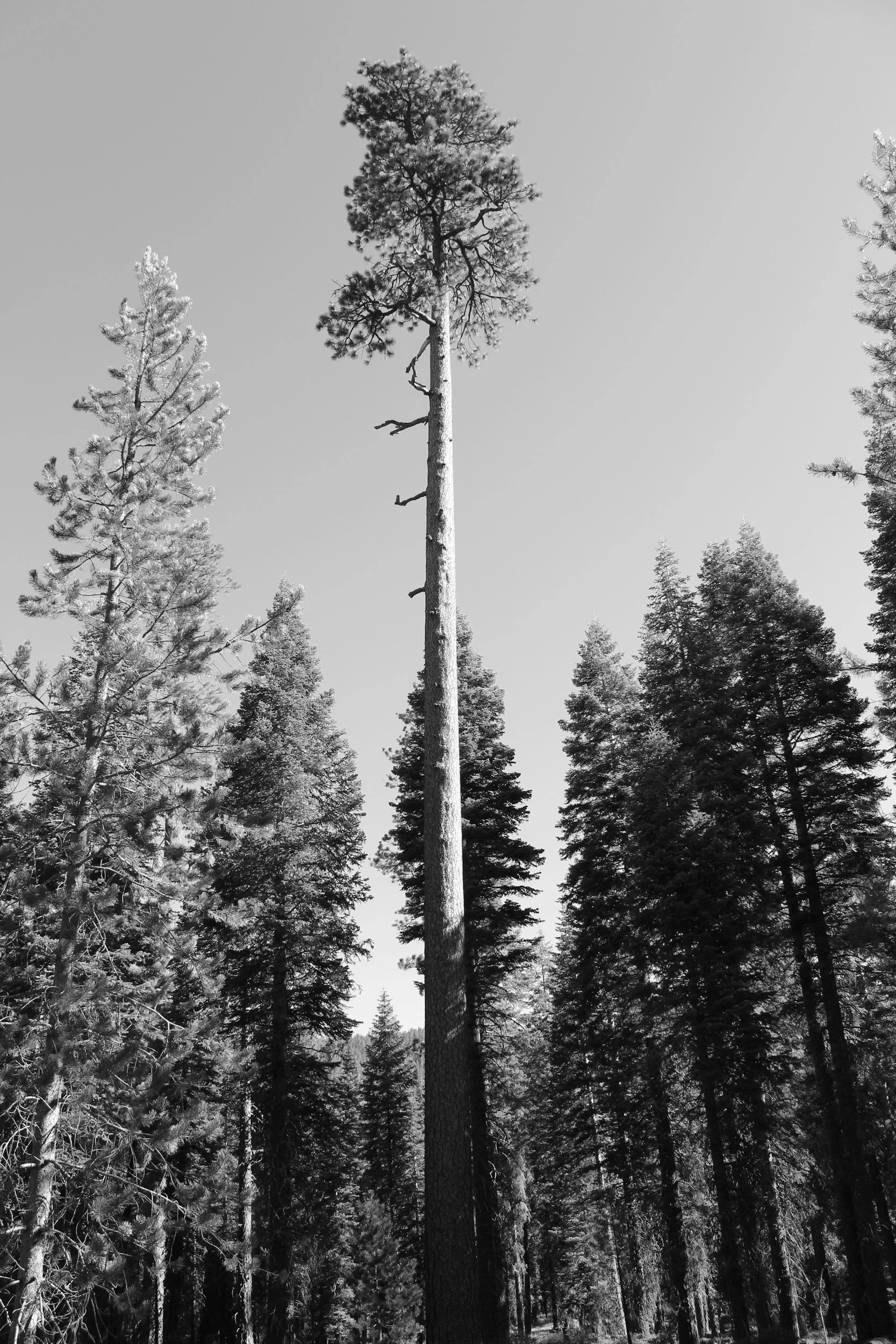 Black and white photo of tall pine trees in a forest, with a clear sky in the background.