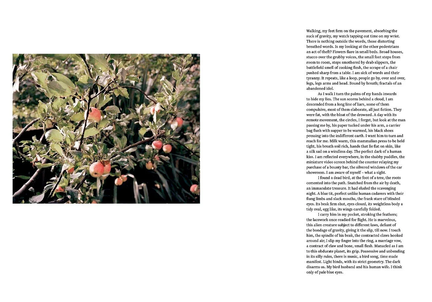 A photograph of an apple tree branch with small red apples and green leaves.