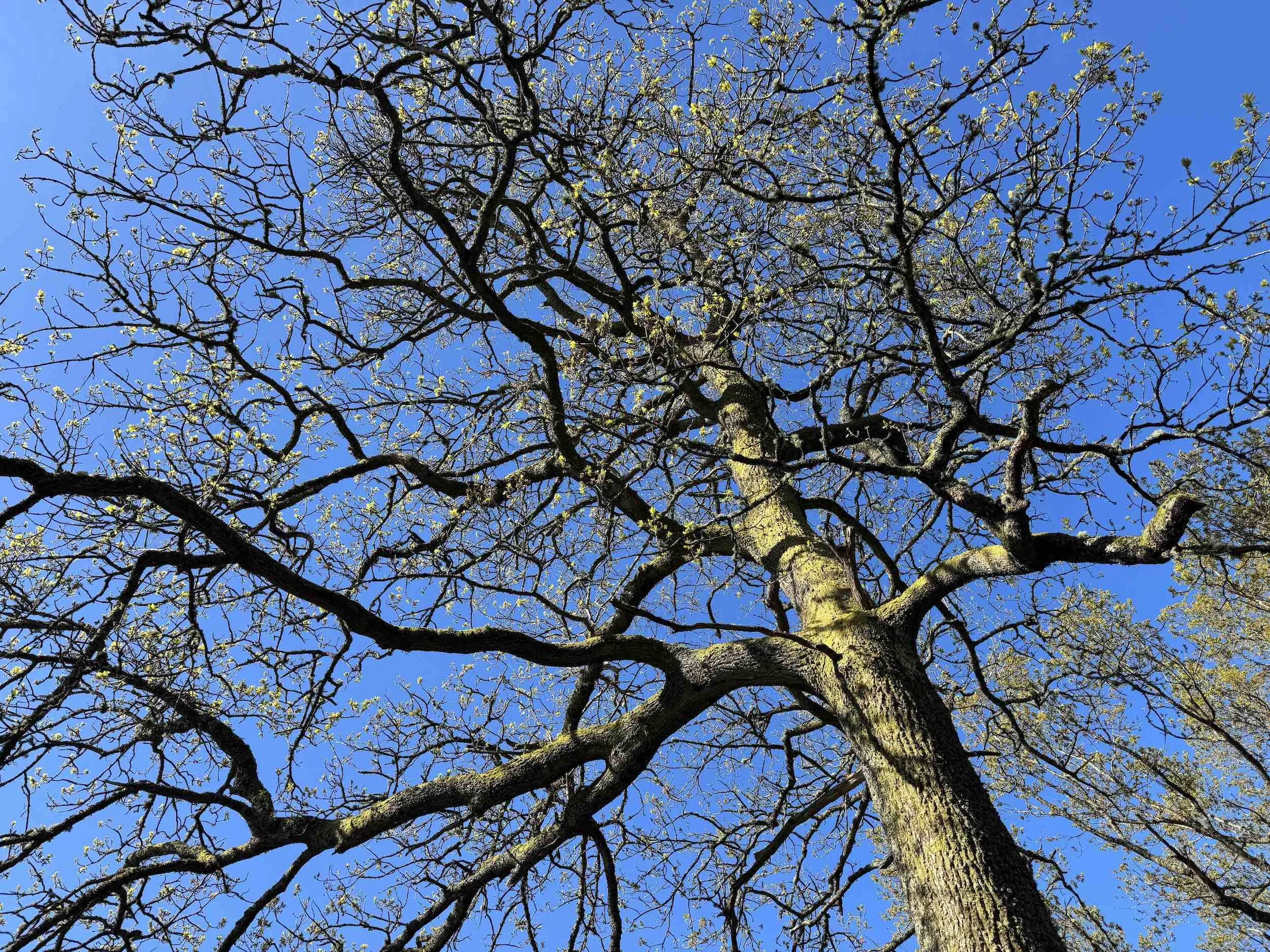 Oak tree with early spring leaves, viewed from below against a clear blue sky