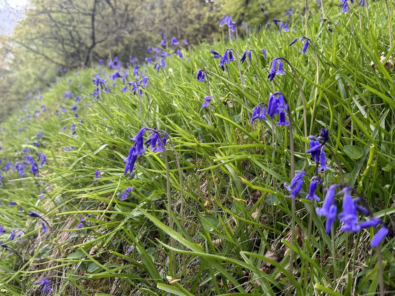 Bluebells growing wild in Balquhidder, Scotland - on tending relationships before crisis arrives