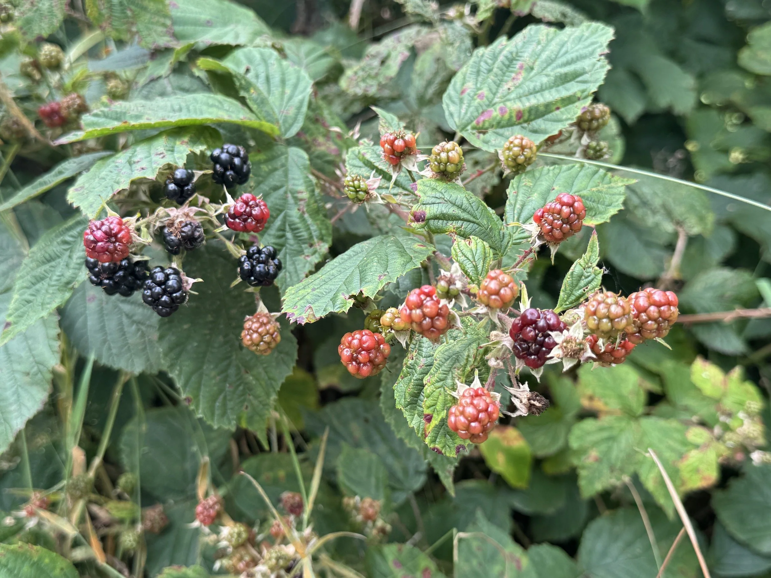 Wild blackberries ripening among brambles and thorny stems in the. Scottish countryside.
