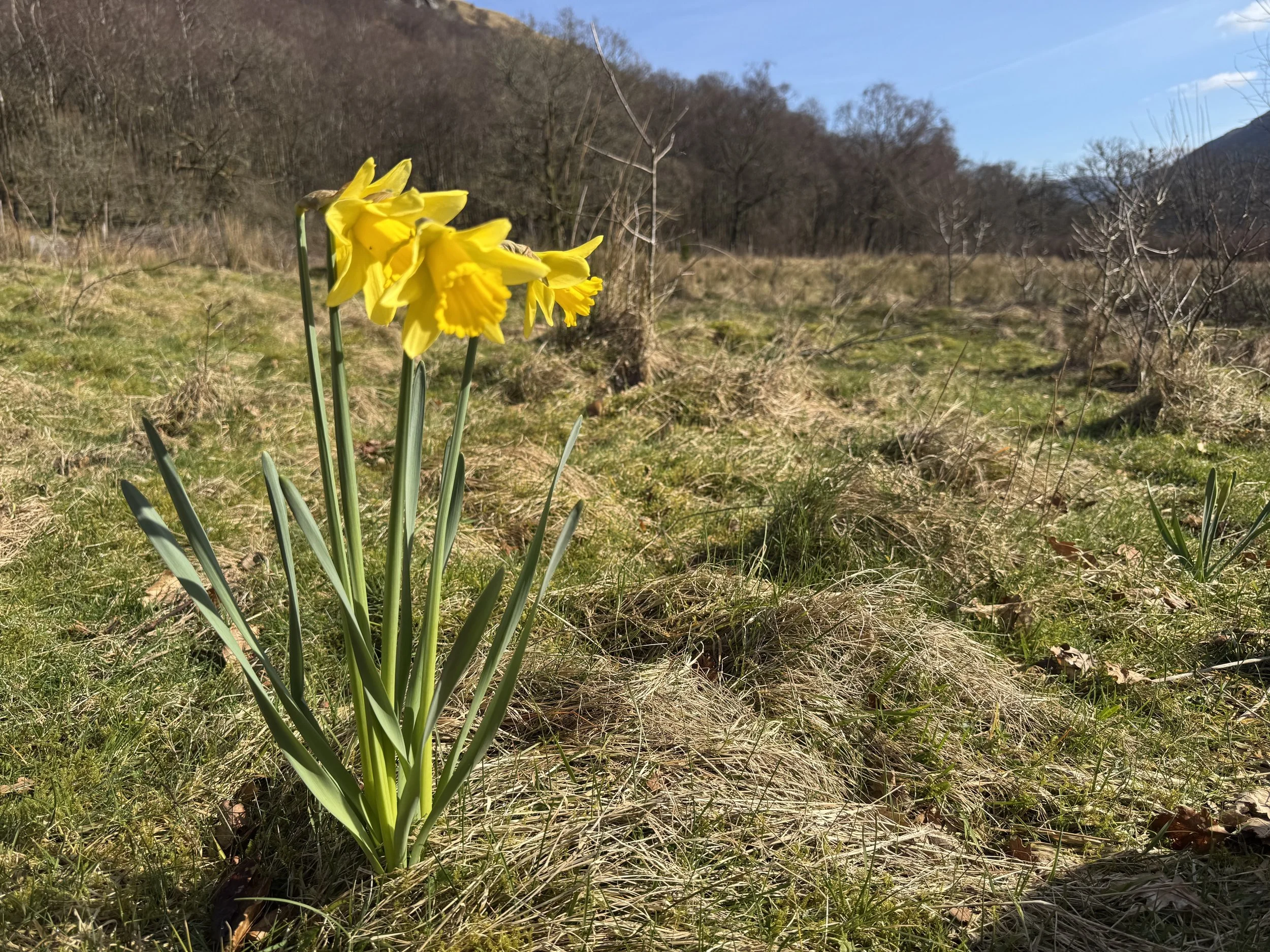Daffodils in a spring landscape in Scotland, symbolising growth and change