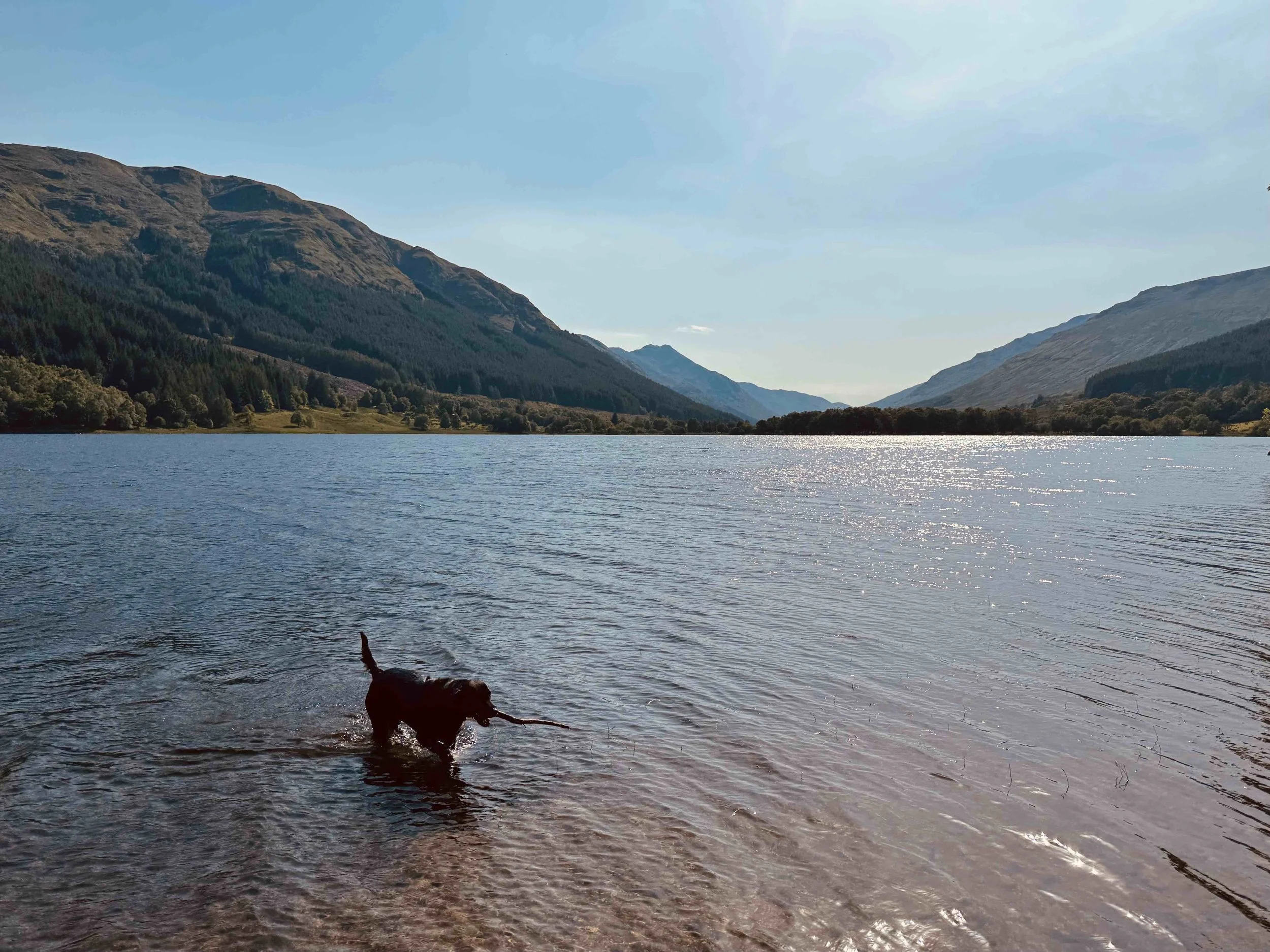 Morning light over Loch Voil in the Socttish Highlands, with a black Labrador playing in the shallow water - a reflection on emotionally focused couples therapy, attachment and emotional safety.