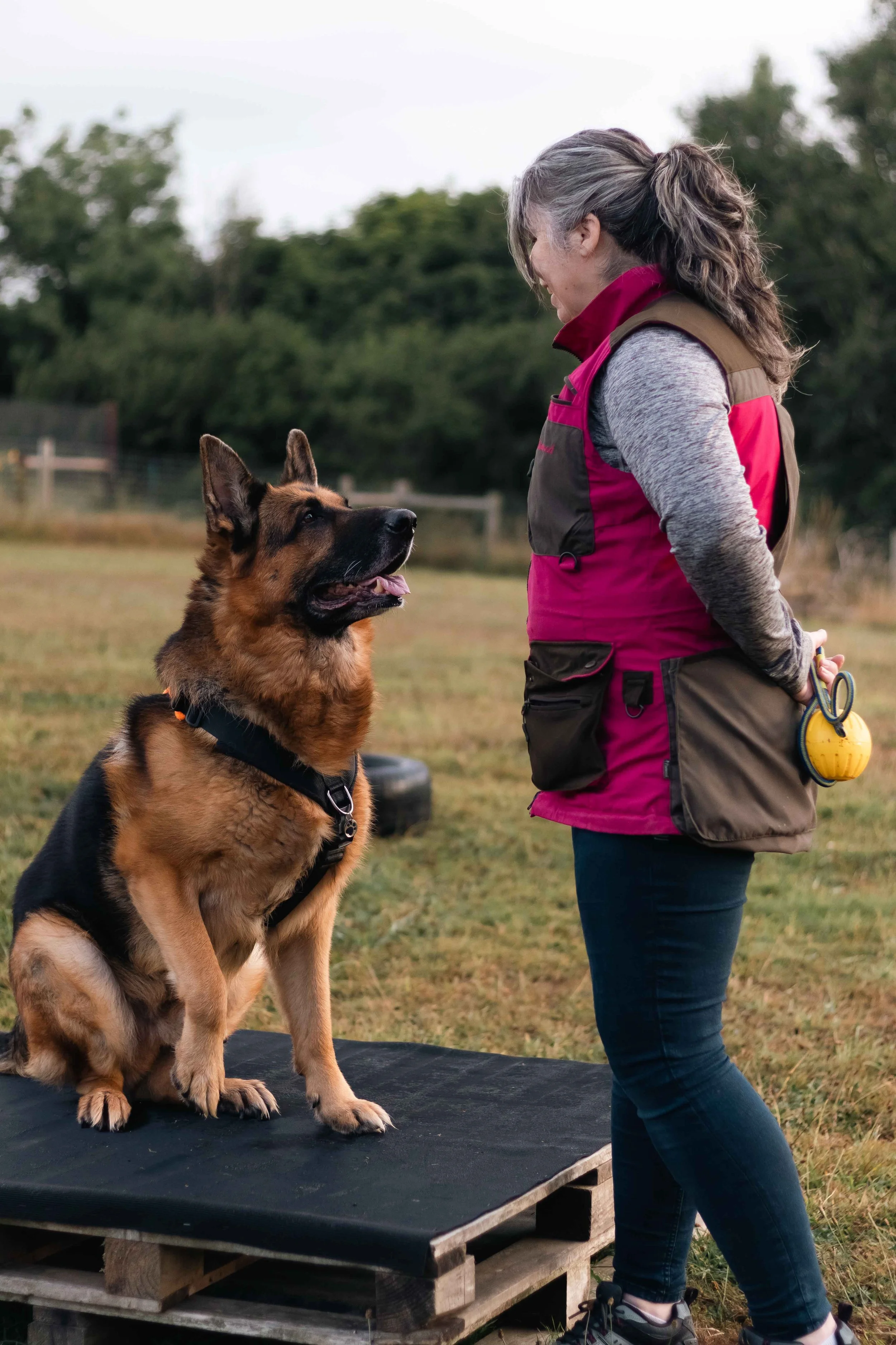 vet information writer