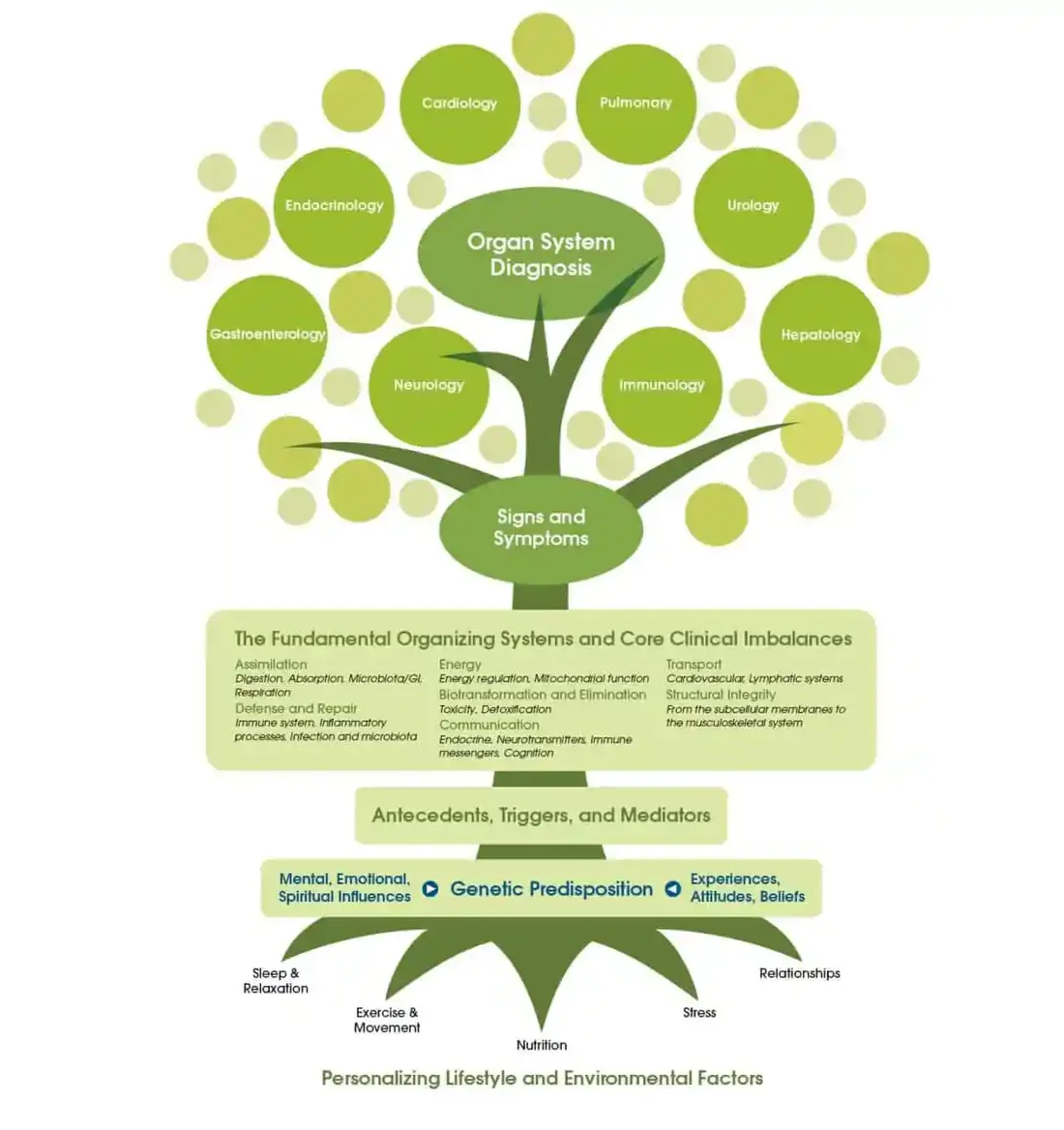 Gut health and digestive issues root cause treatment