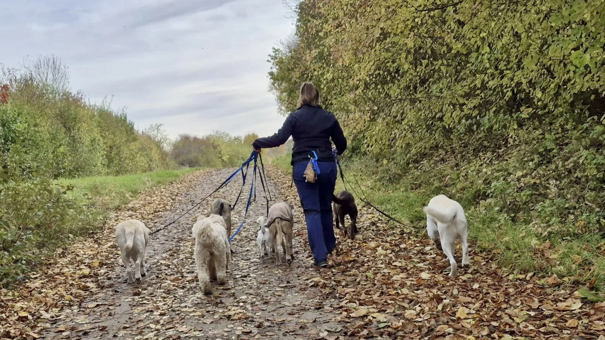 Frau beim Spaziergang mit mehreren Hunden auf einem herbstlichen Waldweg.