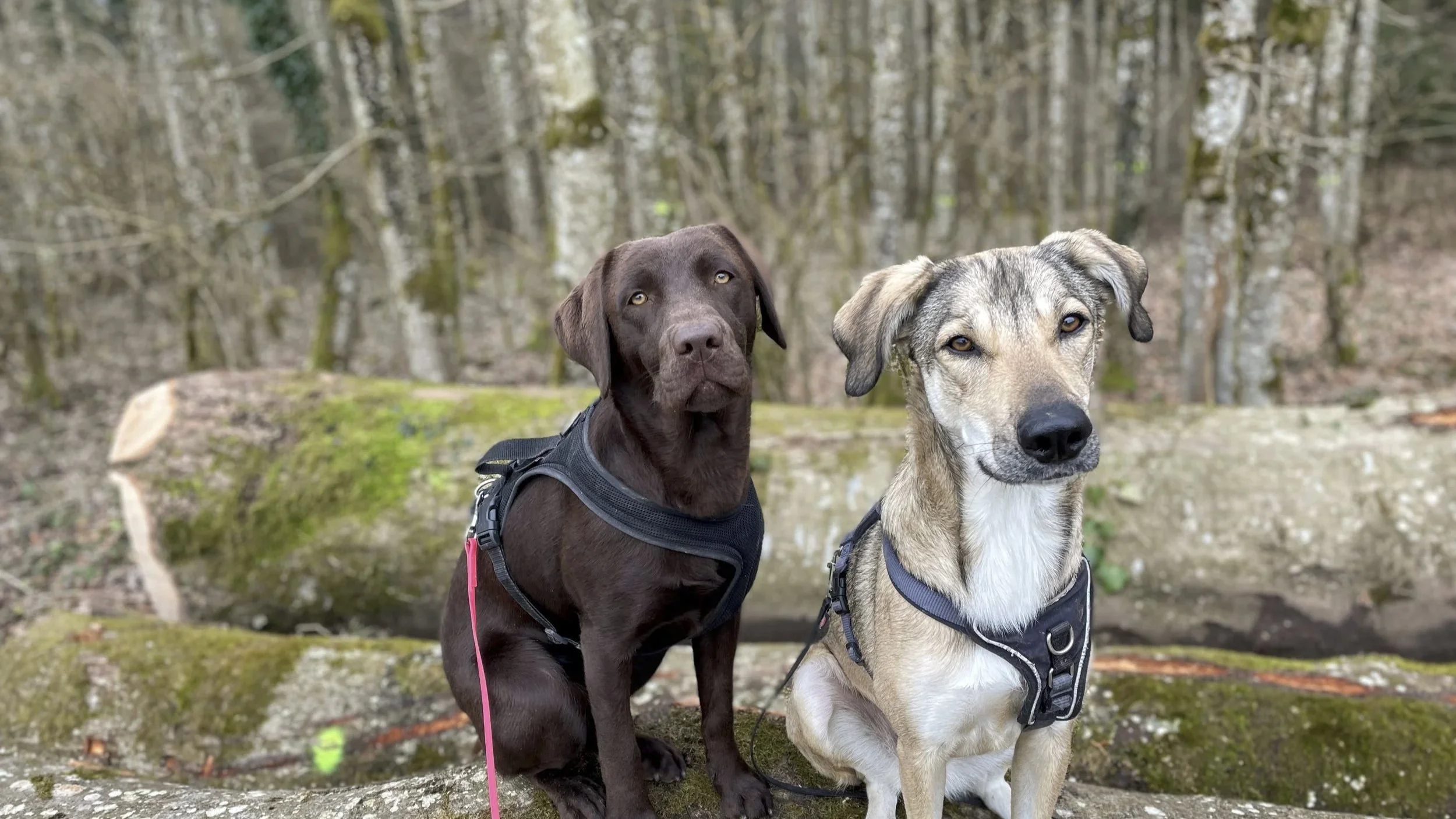 Zwei Hunde sitzen auf einem Baumstamm im Wald, einer ist braun mit schwarzer Weste, der andere beige mit schwarzen Markierungen, beide schauen in die Kamera.