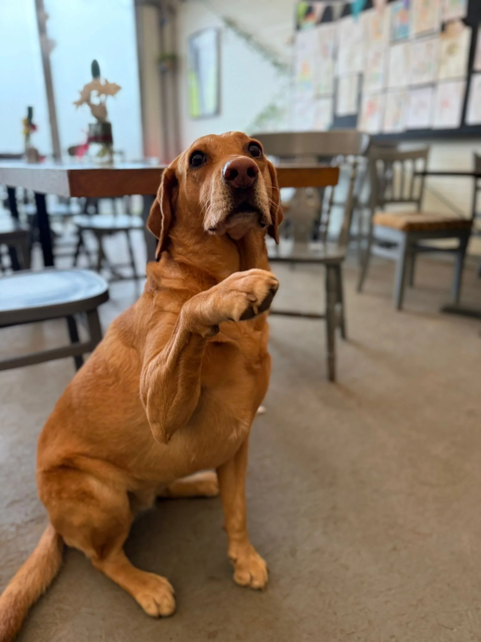 A brown dog sitting on a carpeted floor in a room with tables and chairs, raising one paw.