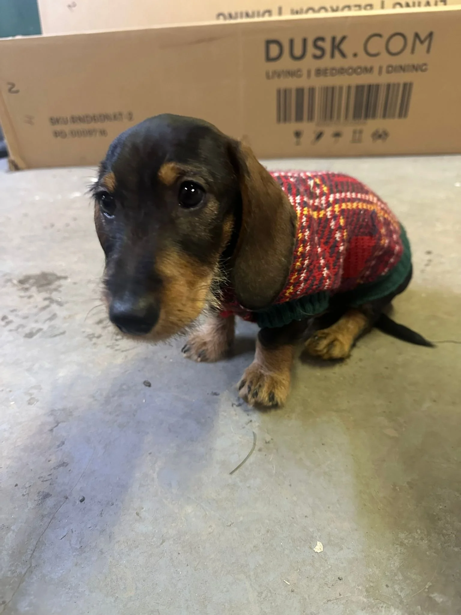 A cute puppy with black and brown fur, sitting on a concrete floor in front of a cardboard box, wearing a colorful plaid sweater.