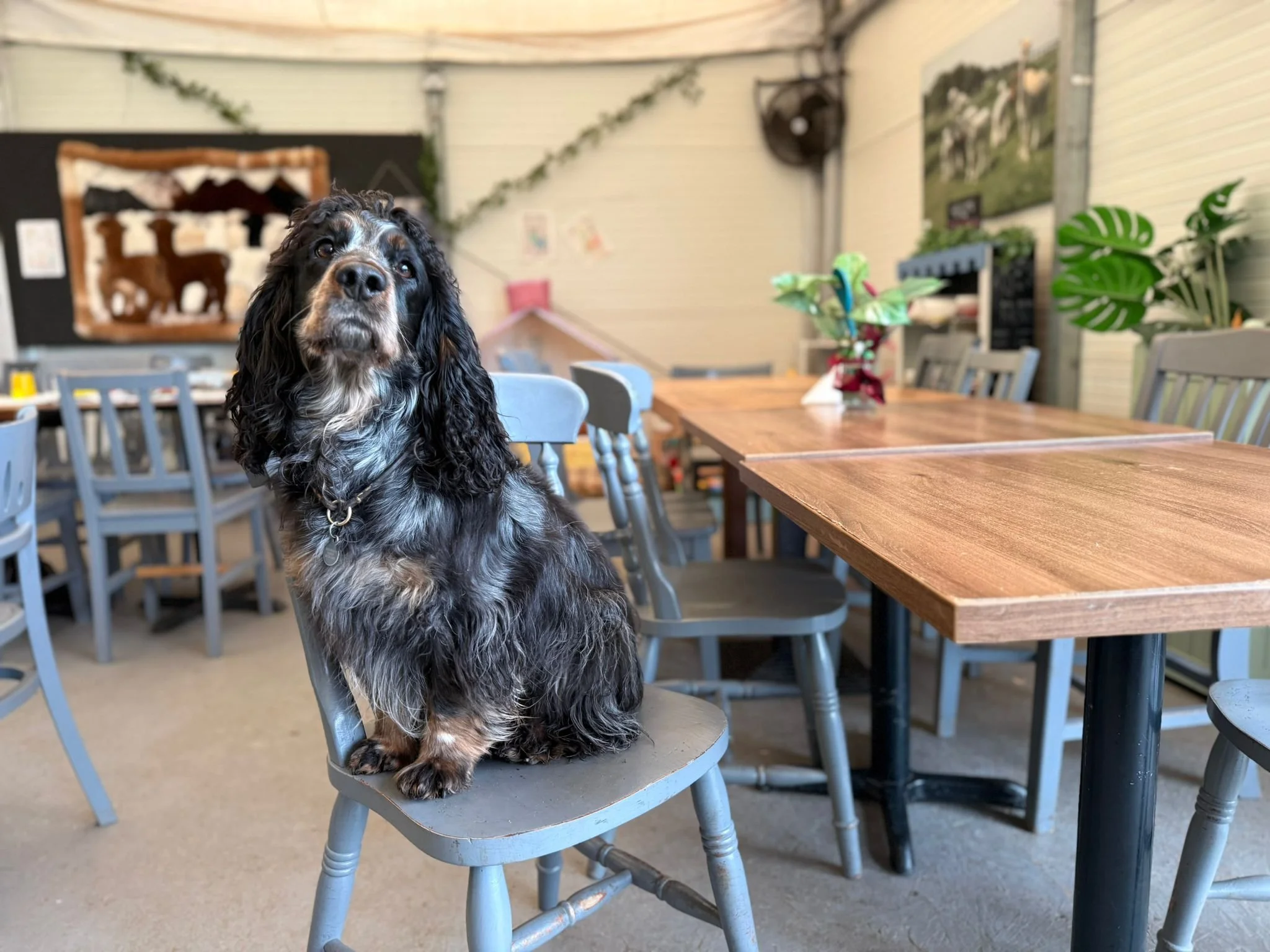 A black and tan dog with curly ears sitting on a gray chair inside a cozy cafe or restaurant, with wooden tables, potted plants, and artwork on the wall.
