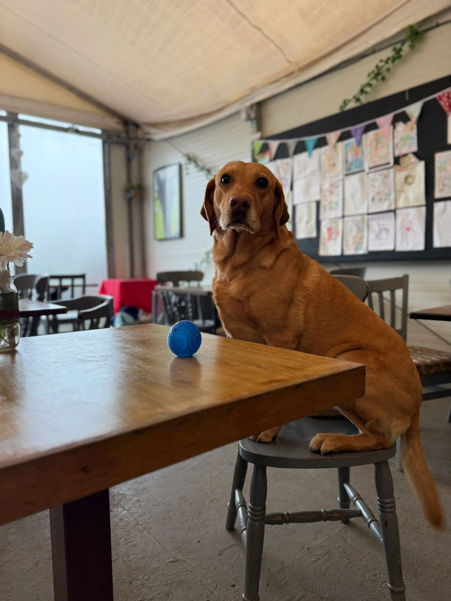A brown dog sitting on a small chair at a wooden table with a blue ball on it, inside a room with children's drawings on a black display board behind, and tables and chairs in the background.