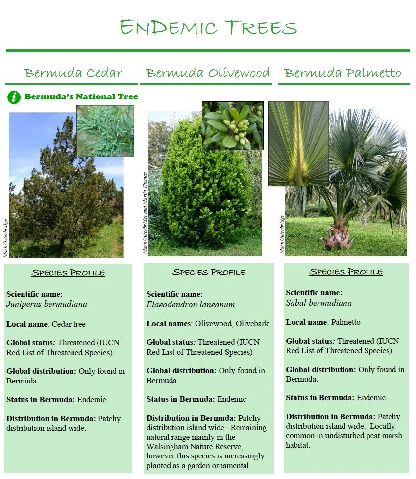 Bermuda Endemic and Native Trees