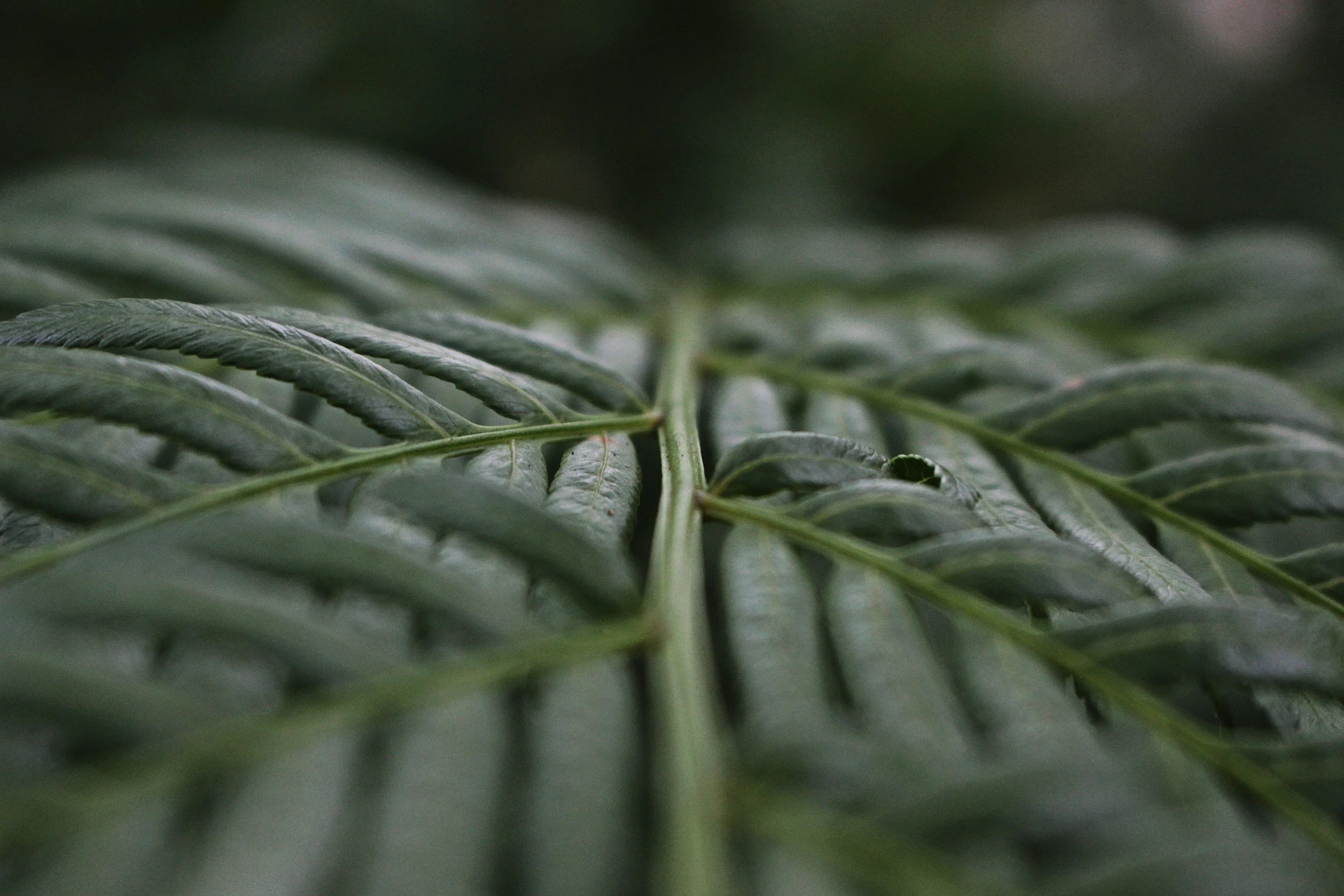 Wednesday February 25th Presentation by visiting RBGE teachers - this will be at BAMZ