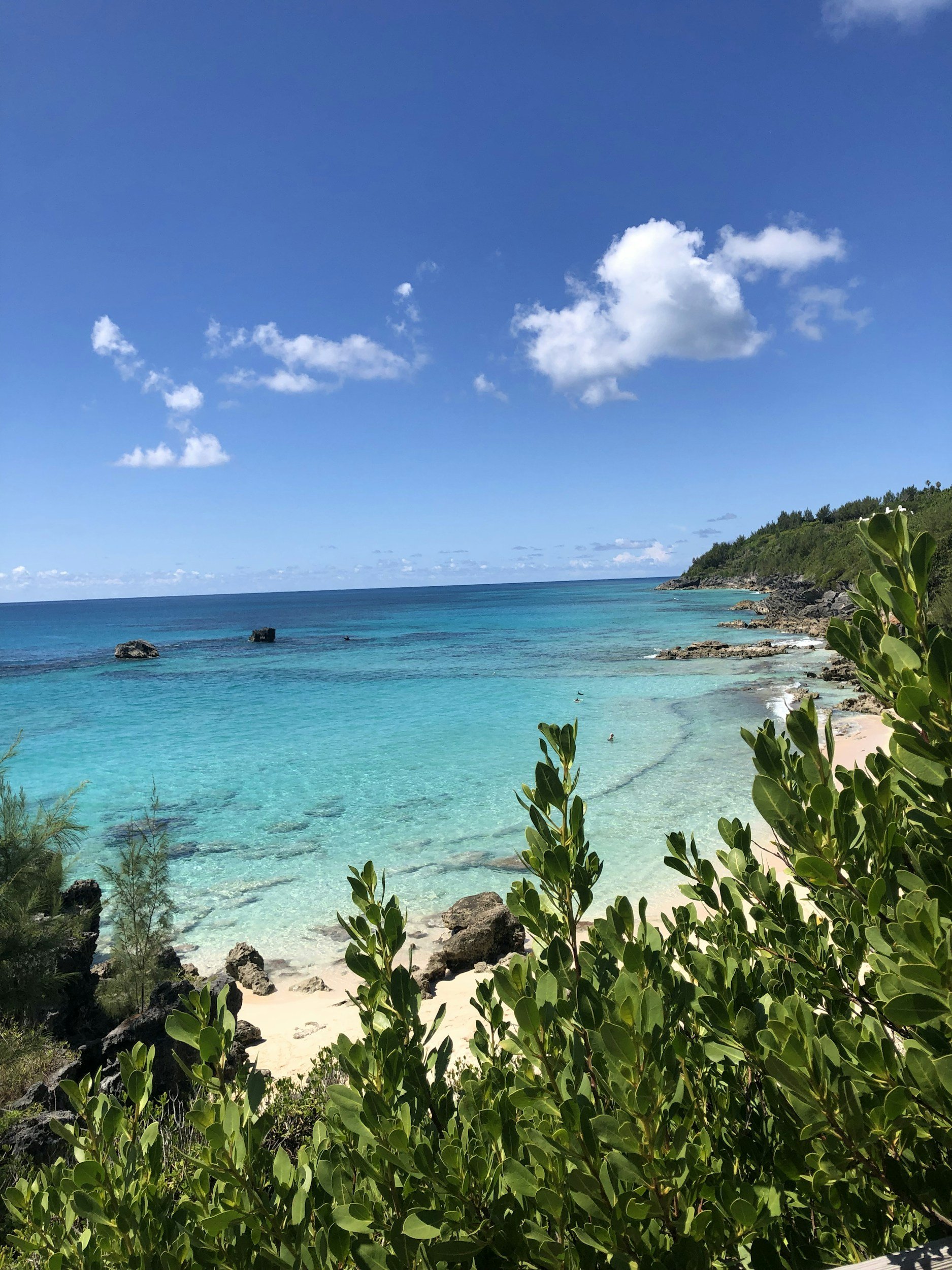 Guided tour with Wild Plants &amp; Herbs of Bermuda with Doreen Williams James.