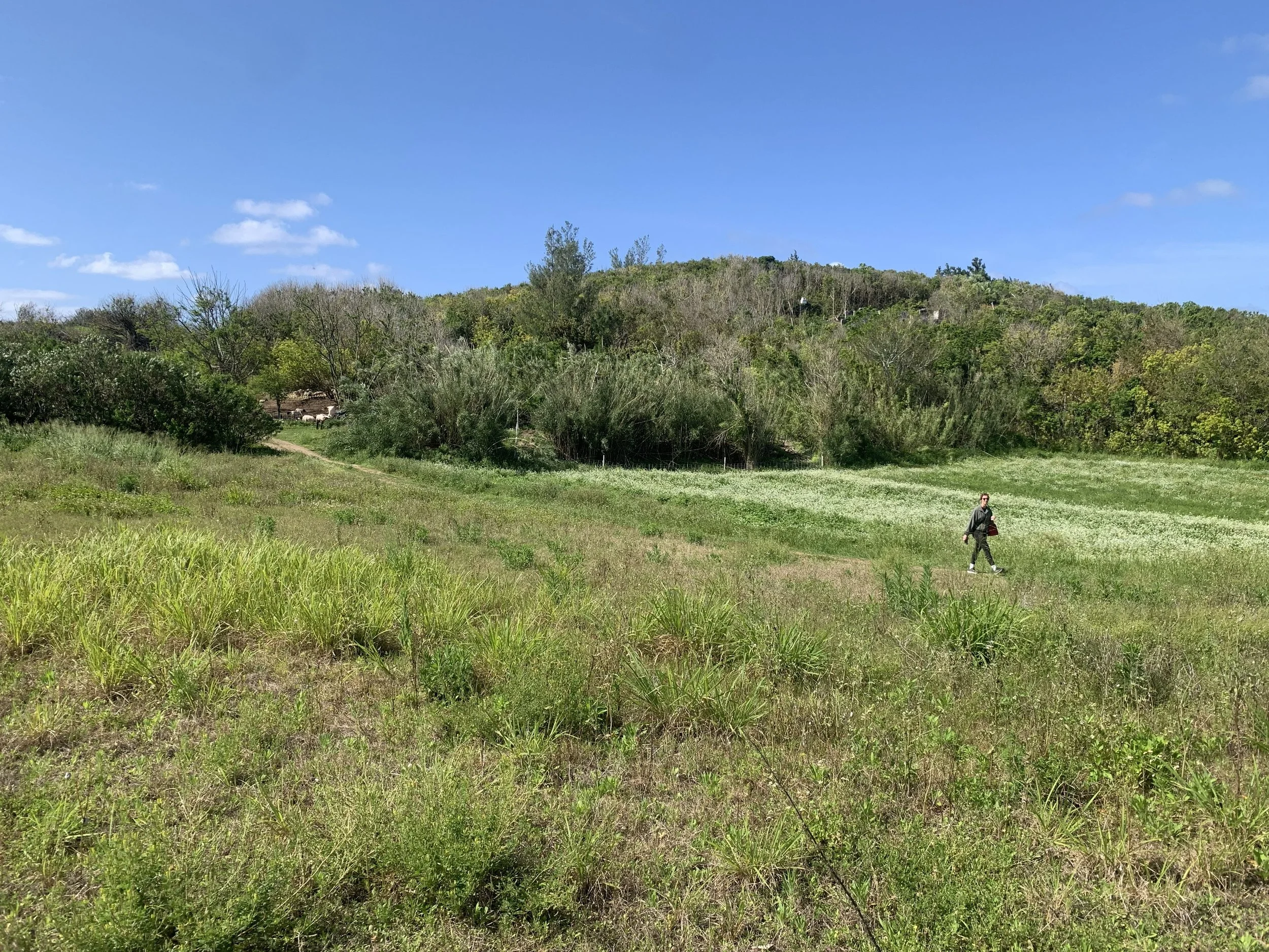 HIgh+Point+3+-+country+walk.jpeg