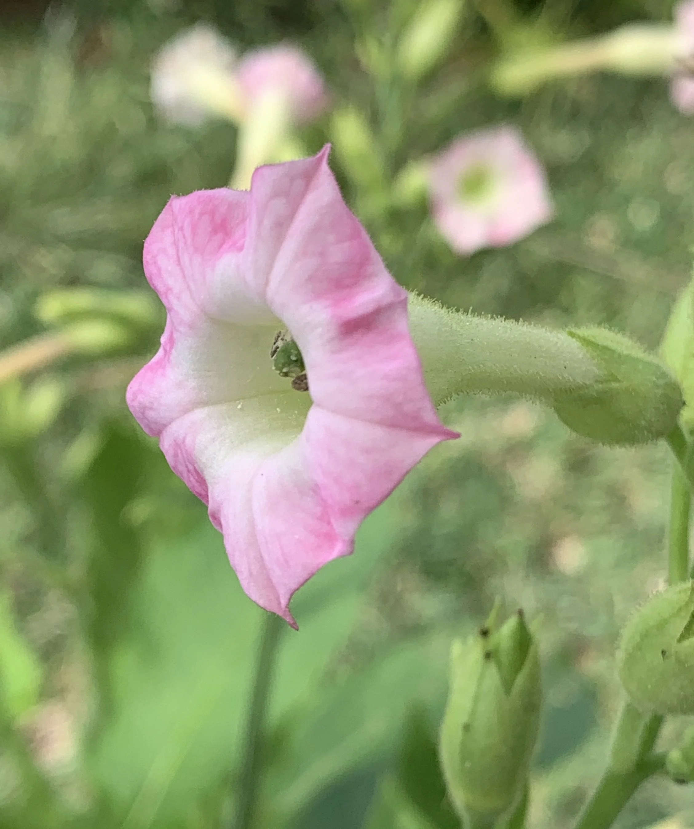 Nicotiana+tabacum+flower.JPG