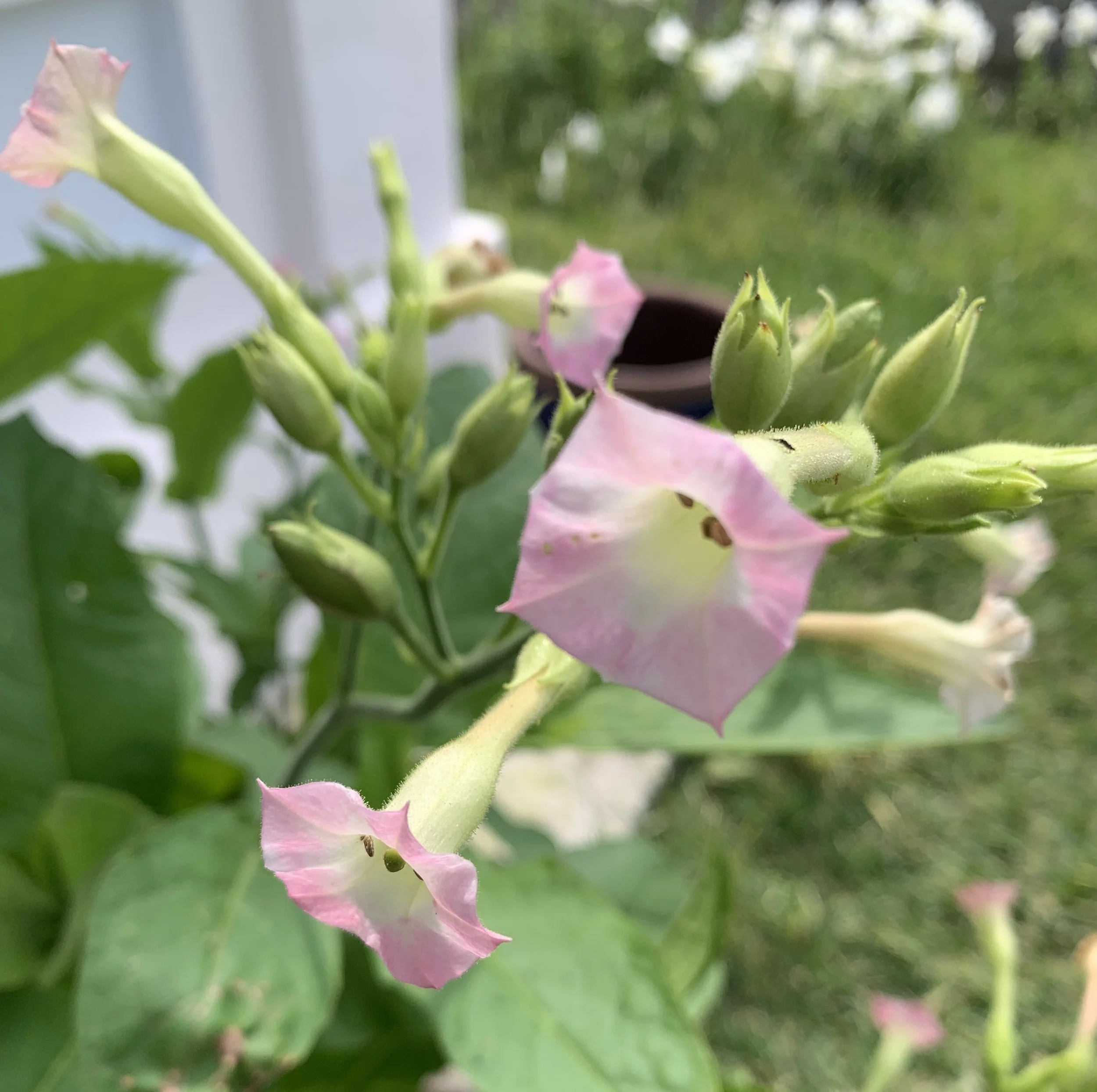 Nicotiana+tabacum+flower (2).jpg