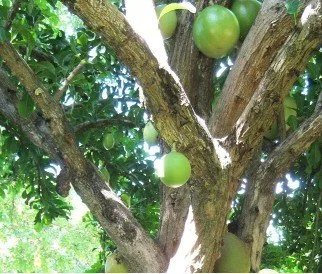 A new Calabash Tree for ‘Tom Moore’s Jungle’