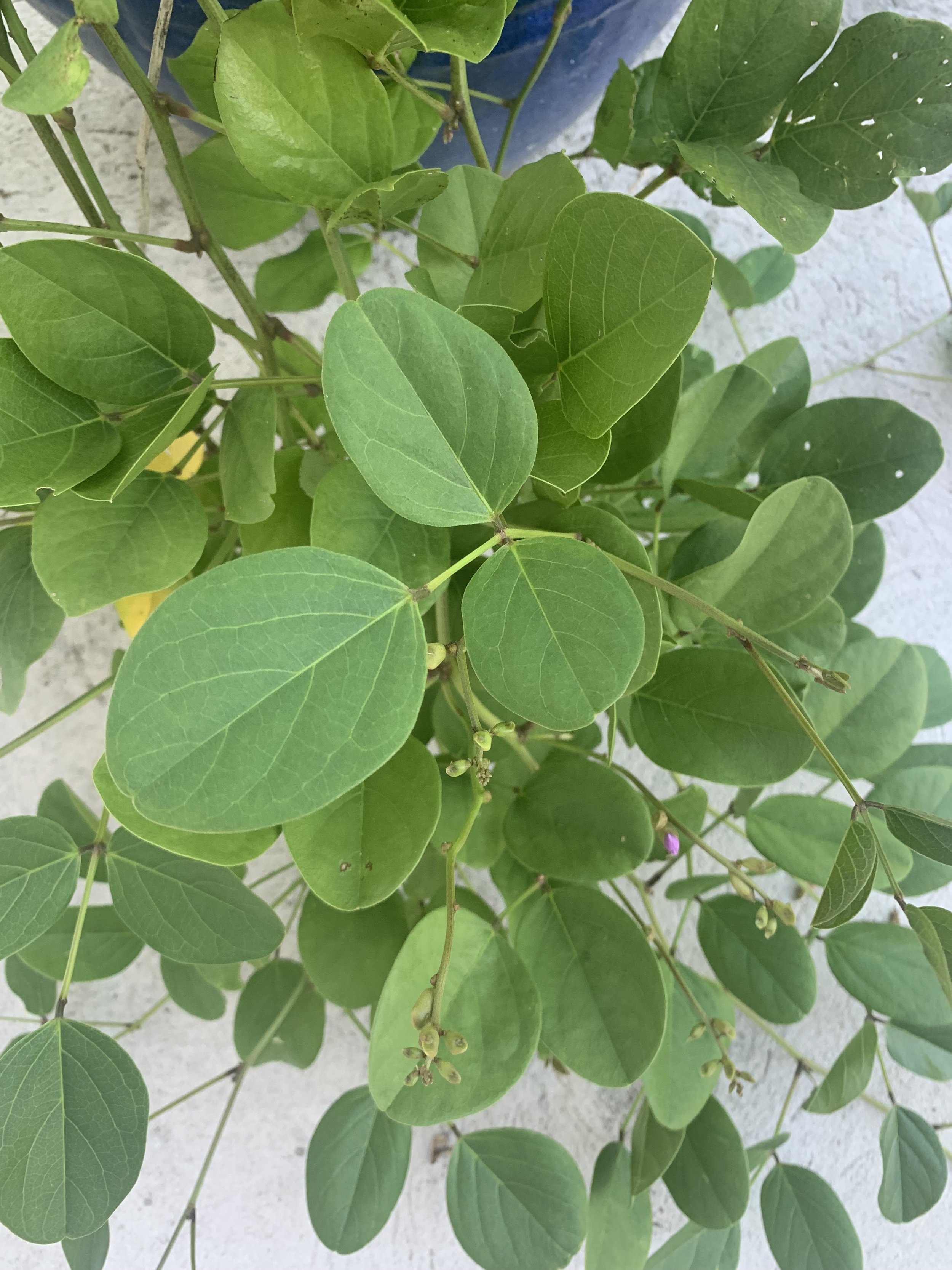 Canavallia+rosea+1+leaves+open.JPG