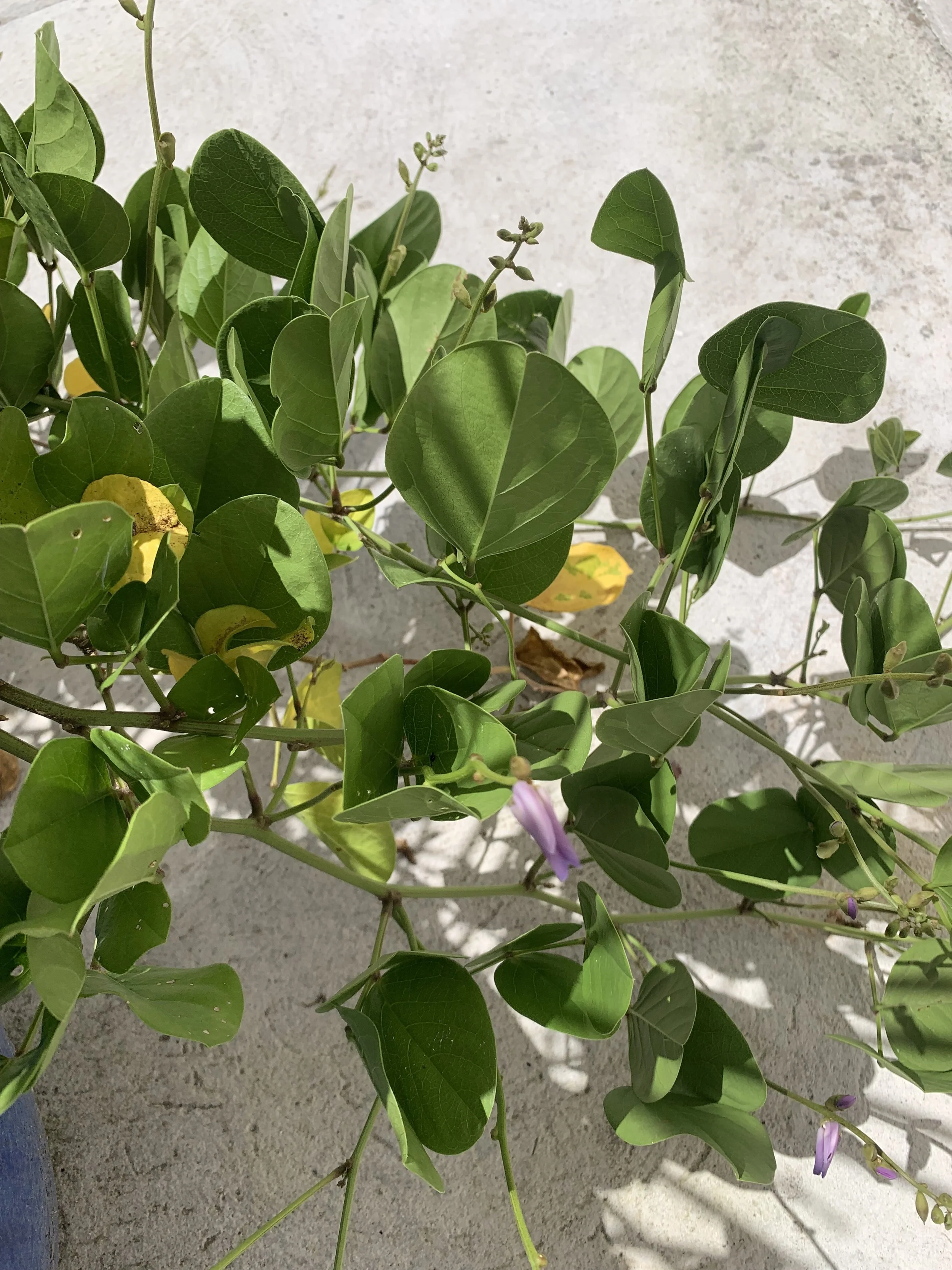 Canavallia+rosea3+leaves+closed.JPG