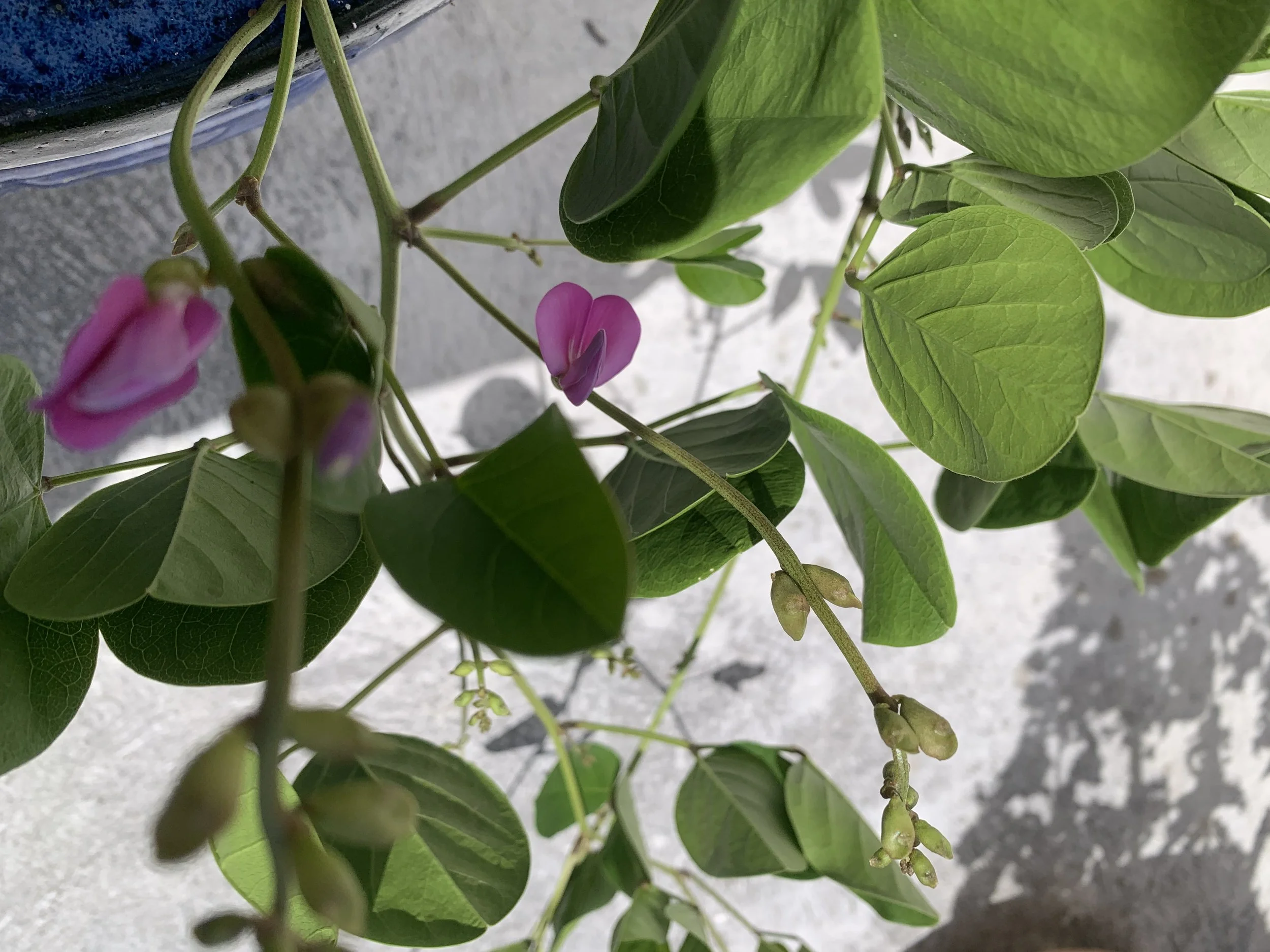 Canavalia rosea, Bay Bean