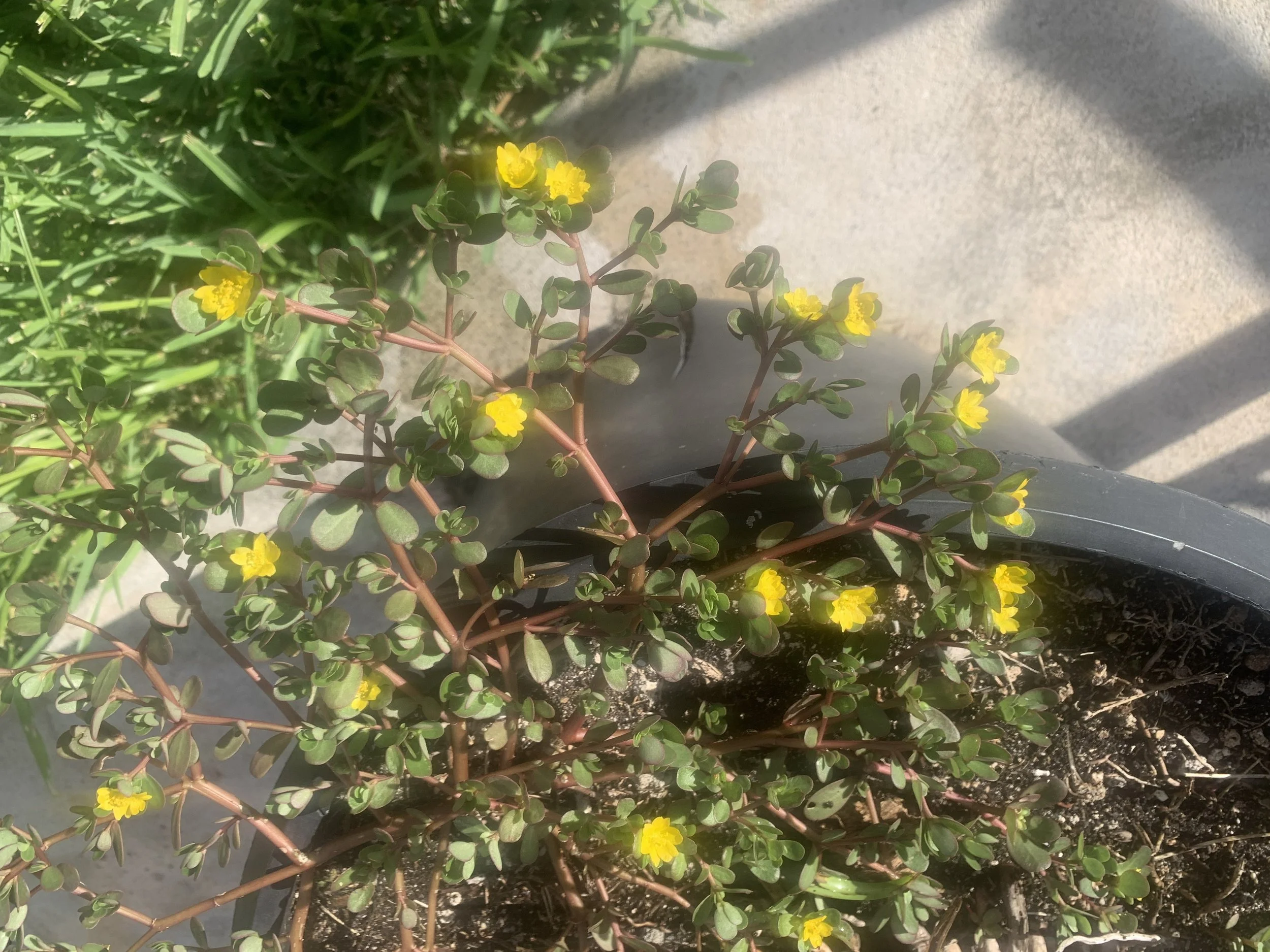 Purslane+3.jpg