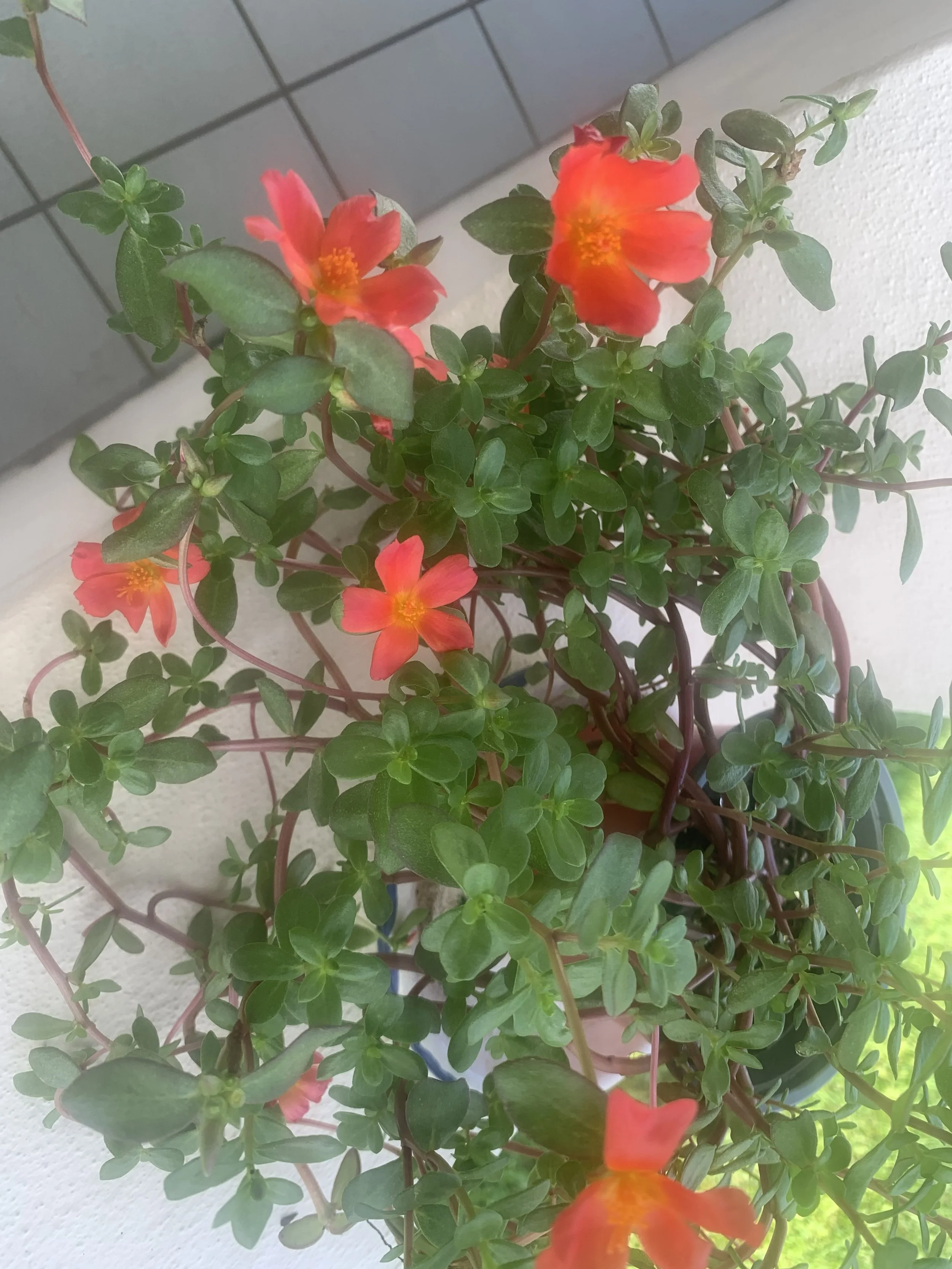 Purslane+2.jpg