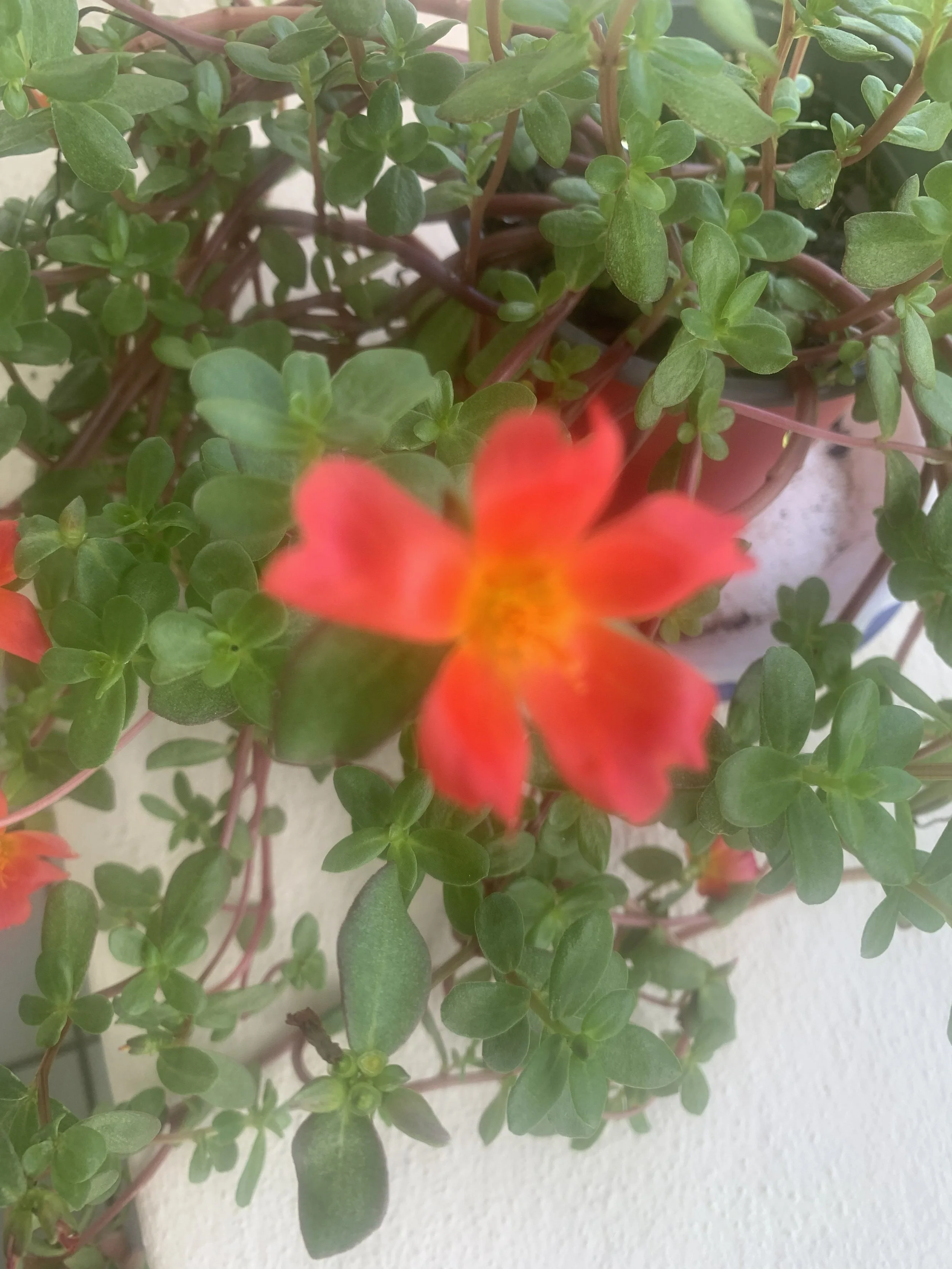 Purslane+1.jpg