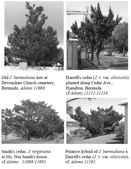 Hybridizaiton Between JUNIPERUS BERMUDIANA AND J. VIRGINIANA IN BERMUDA