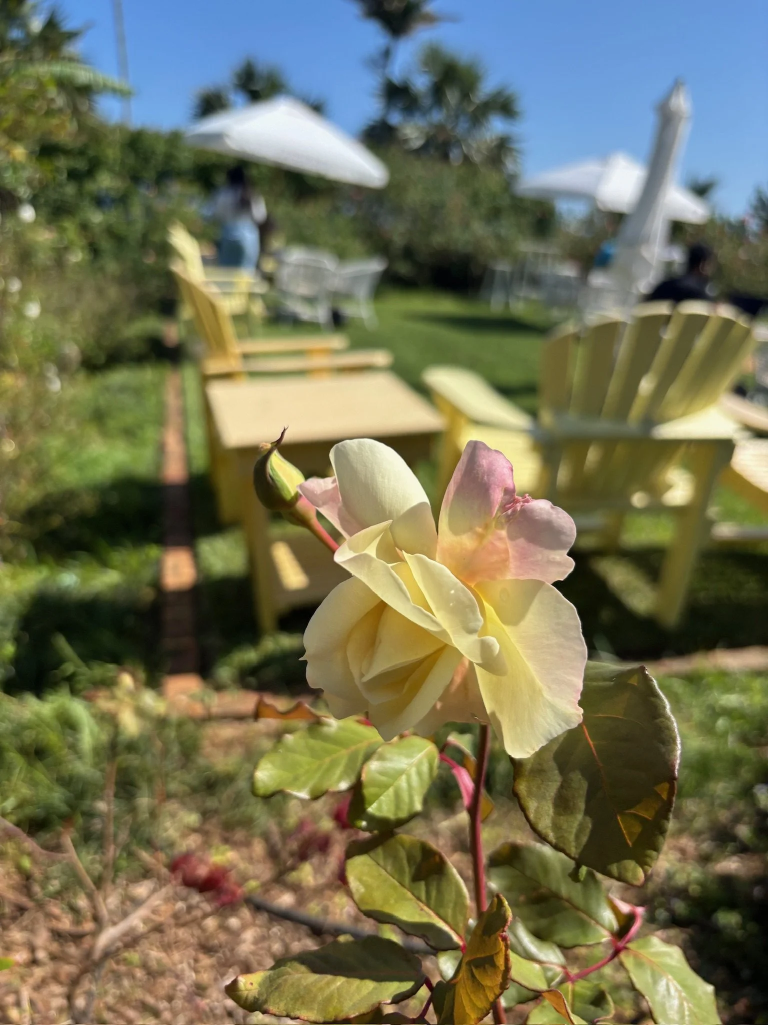 Close-up of a pale yellow rose with pink-tinged petals and green leaves in a garden, with yellow Adirondack chairs, white umbrellas, and a person in the background.