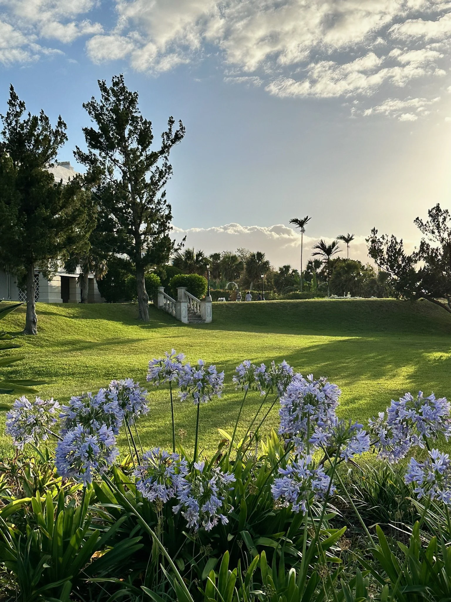 A lush green park with flowering purple plants in the foreground, trees and a staircase leading up a hill in the background, and a partly cloudy sky with the sun setting.