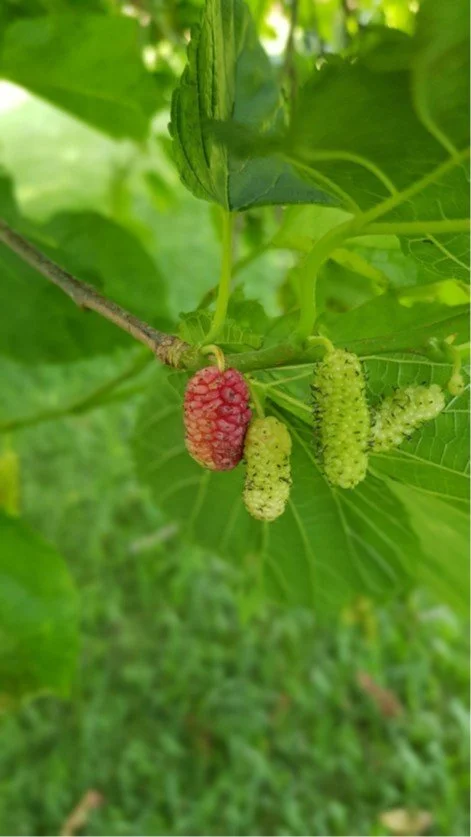 Mulberry Research by Berkeley Student Volunteers