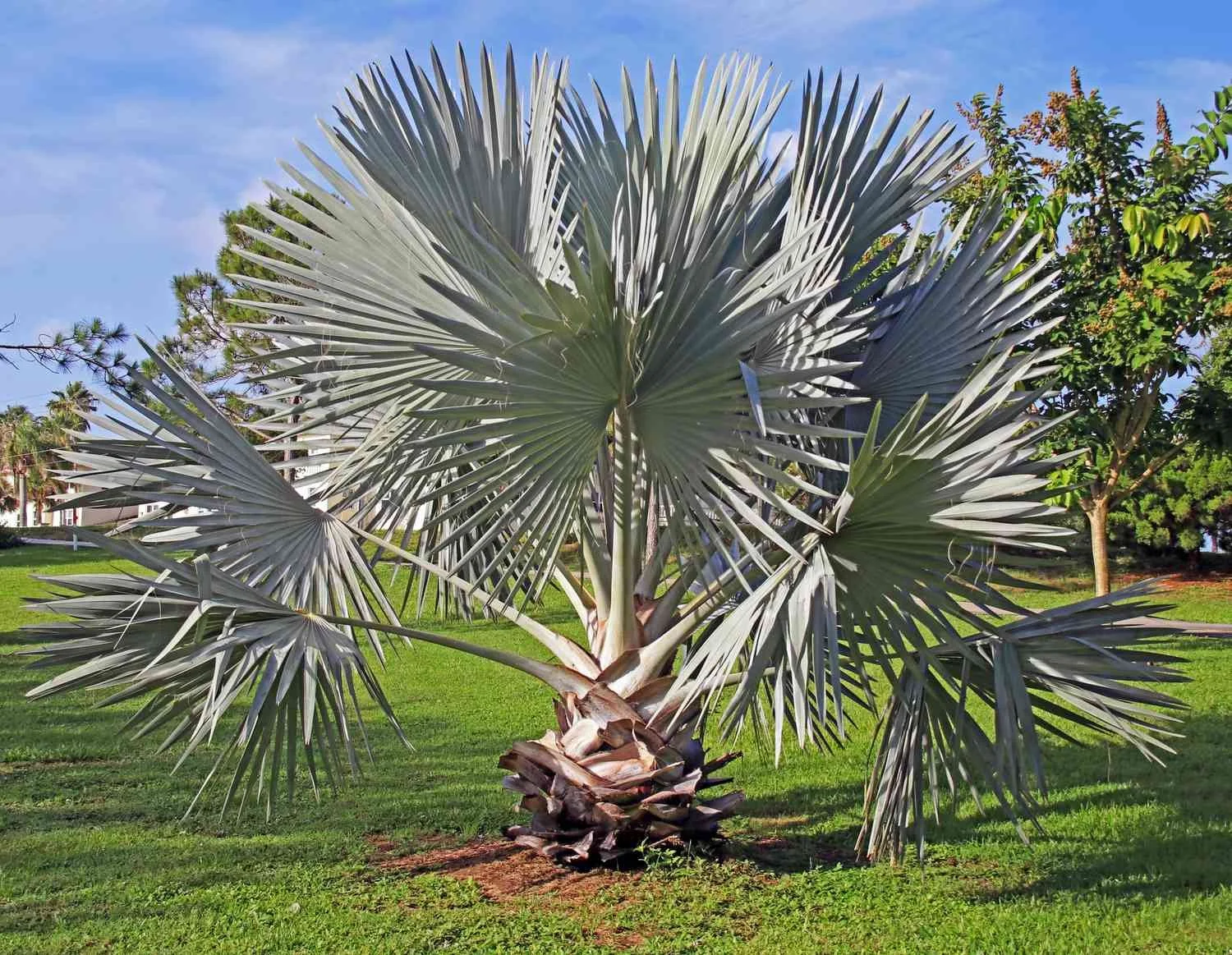 A Survey of Palms Growing in Bermuda