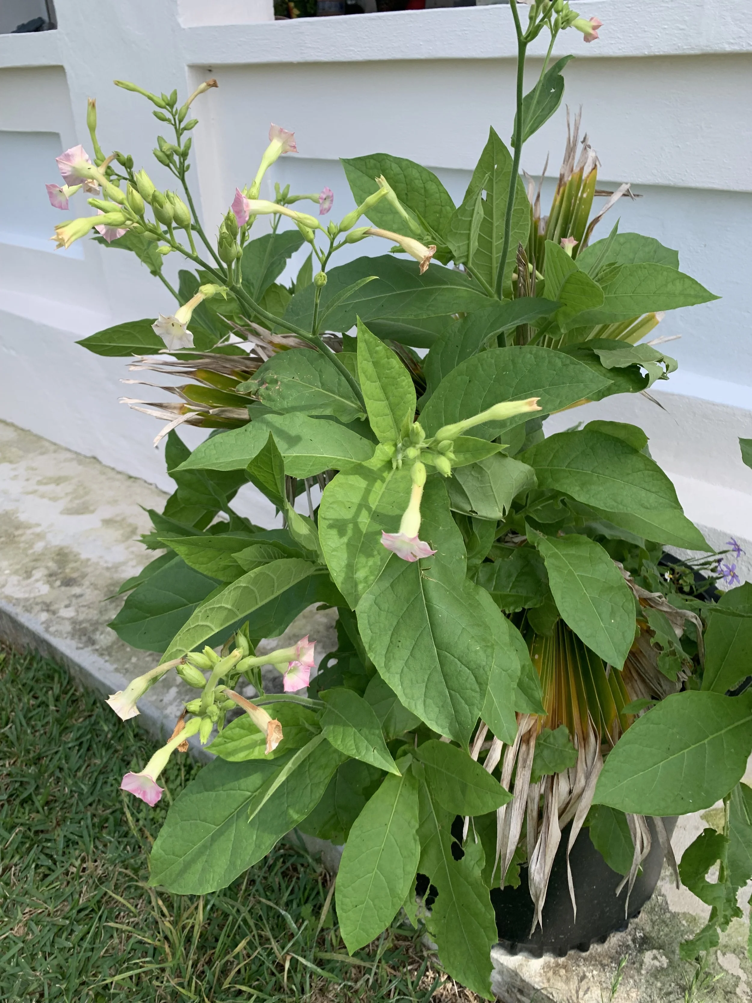 Nicotiana tabacum Article