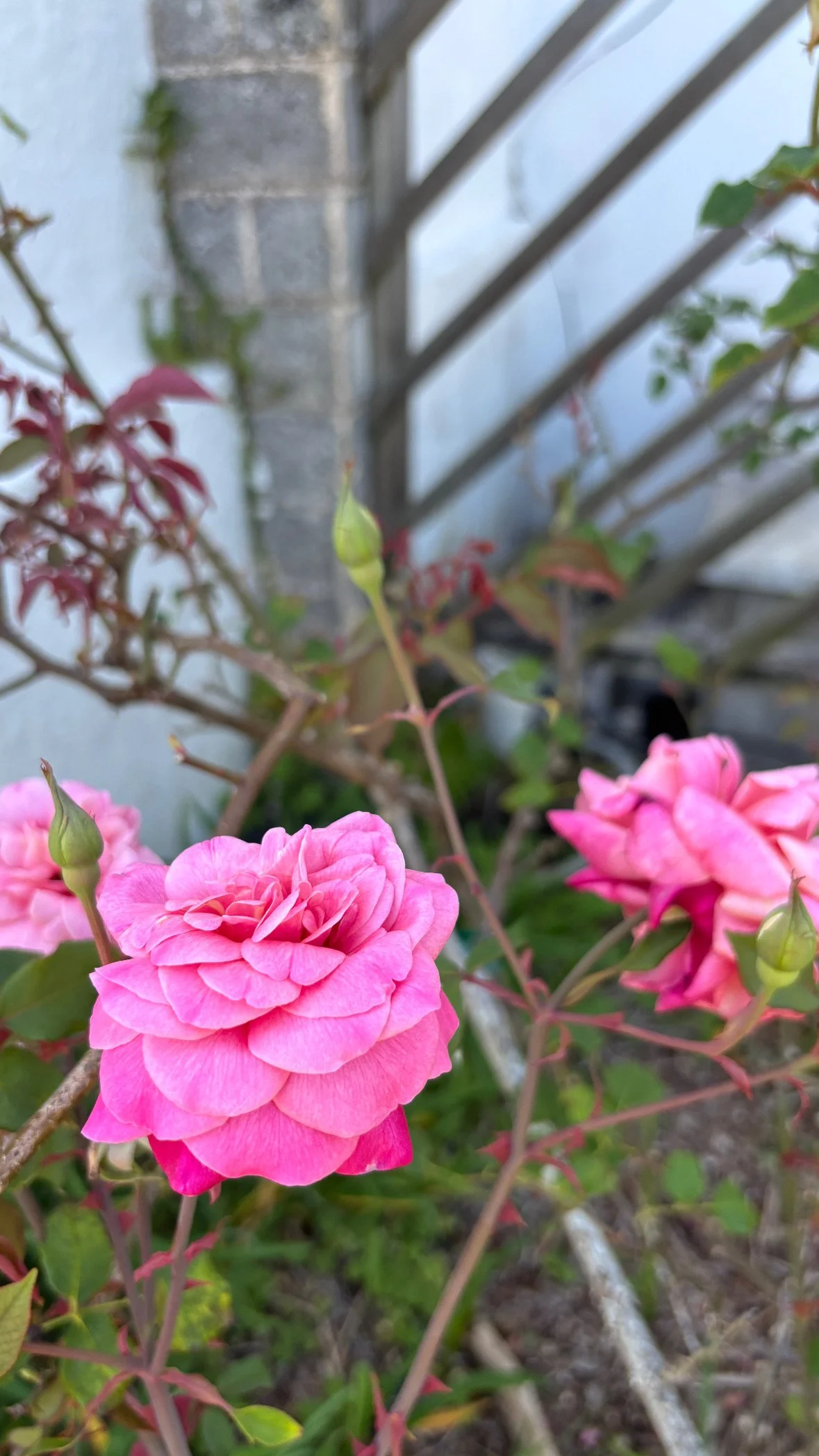 Close-up of pink roses with some unopened buds against a gray wall and wooden slats in the background.