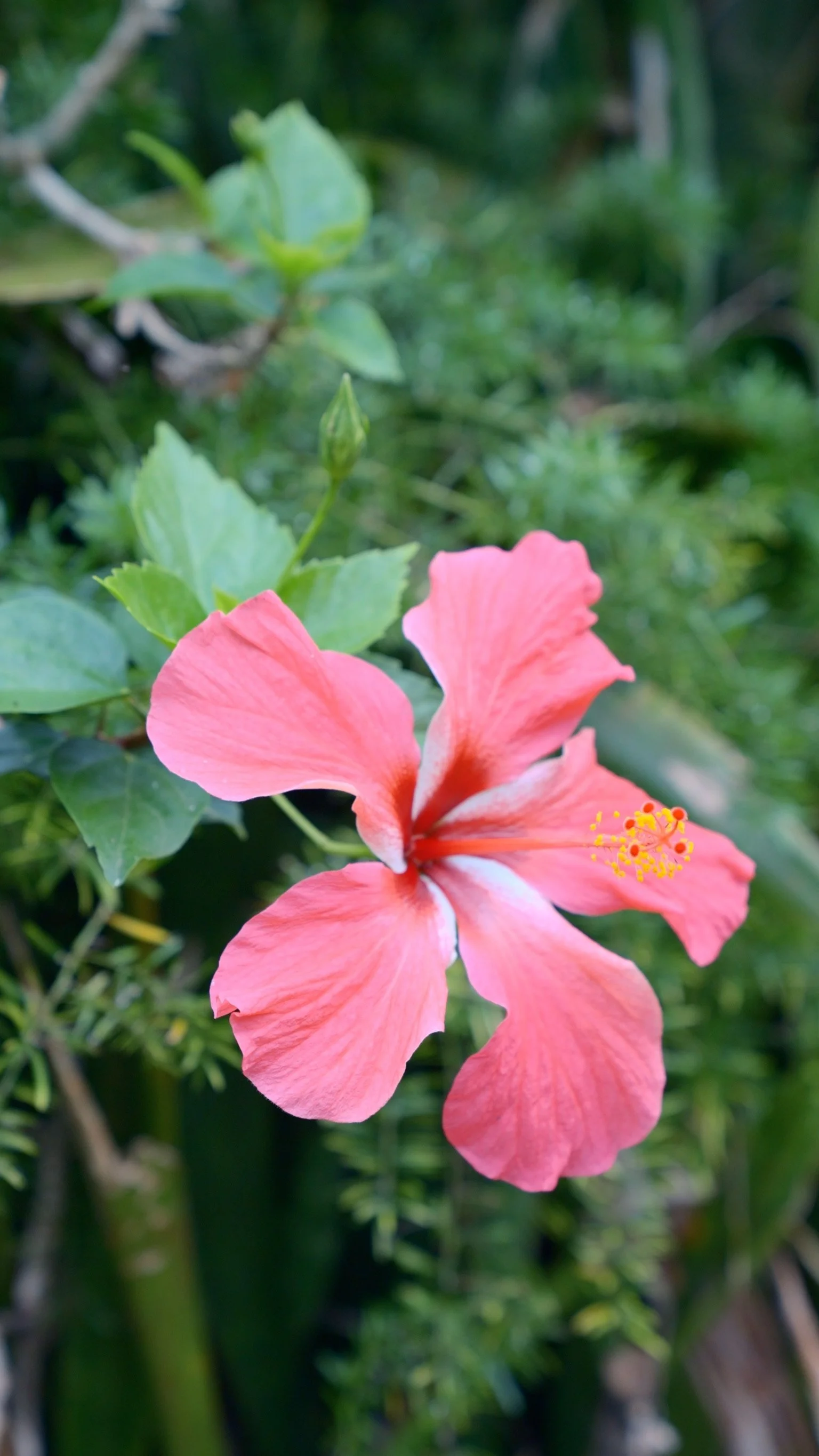 Pink hibiscus flower with yellow stamens surrounded by green foliage.