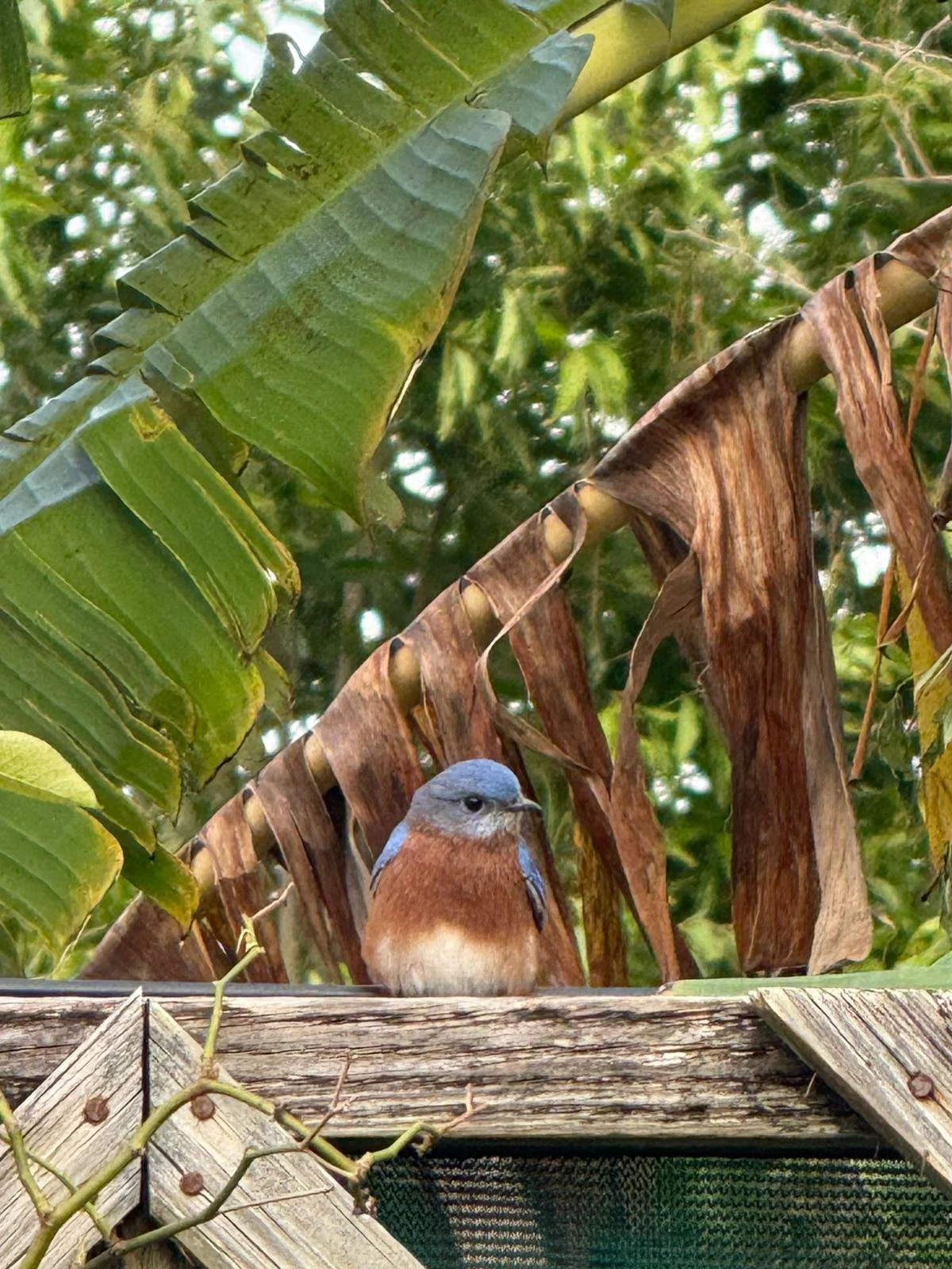 Small bird with gray and rust-colored feathers perched on a wooden railing amid green foliage and dried banana leaves.