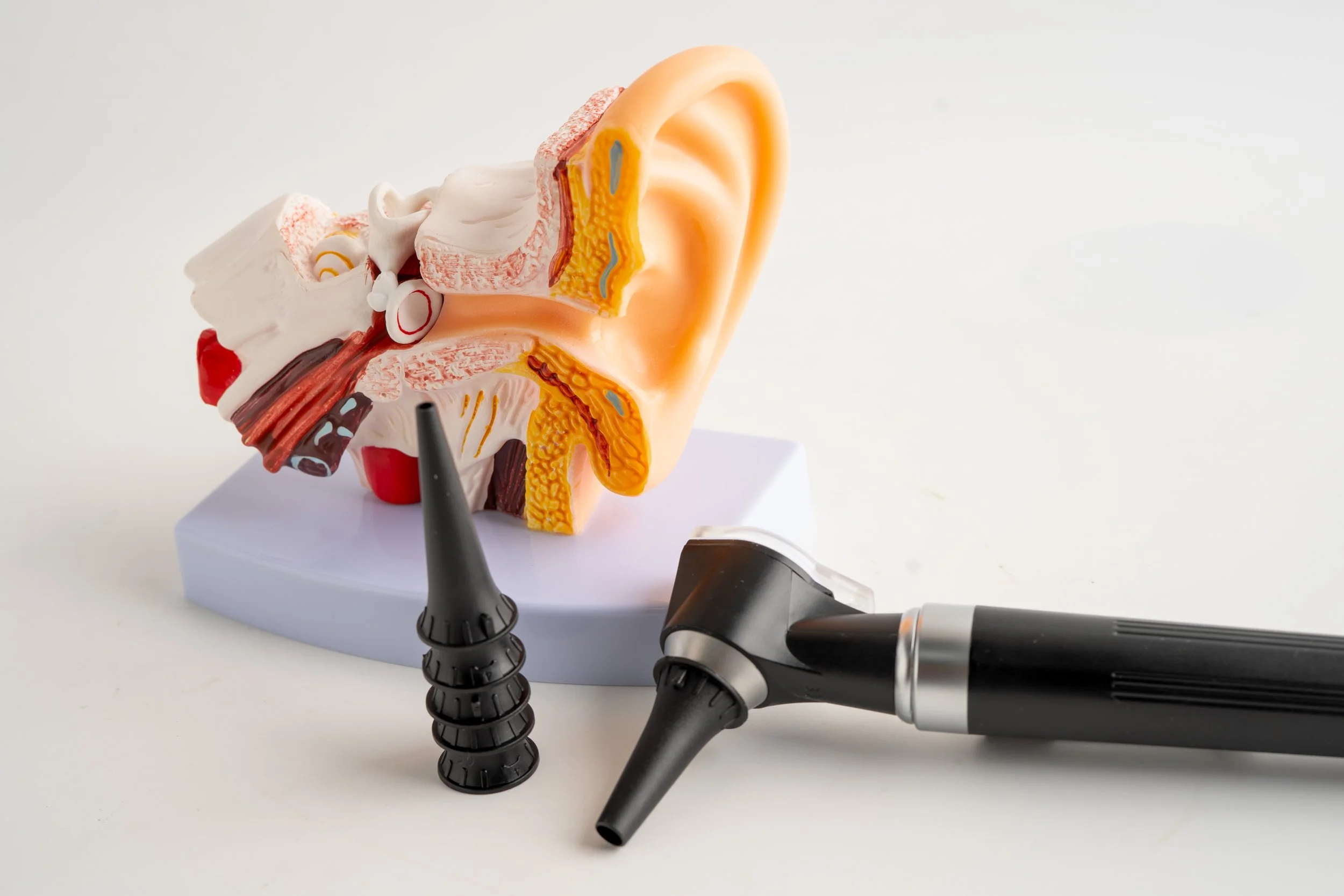 A model of the human ear showing internal structures with a black otoscope resting next to it.