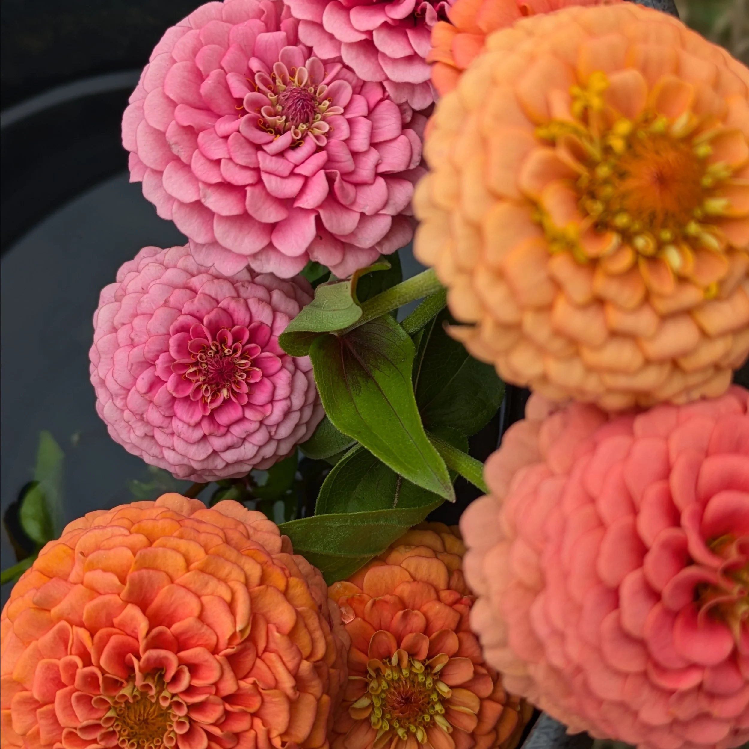 Fleurs de zinnia de couleur rose, orange et jaune avec des feuilles vertes, en gros plan.