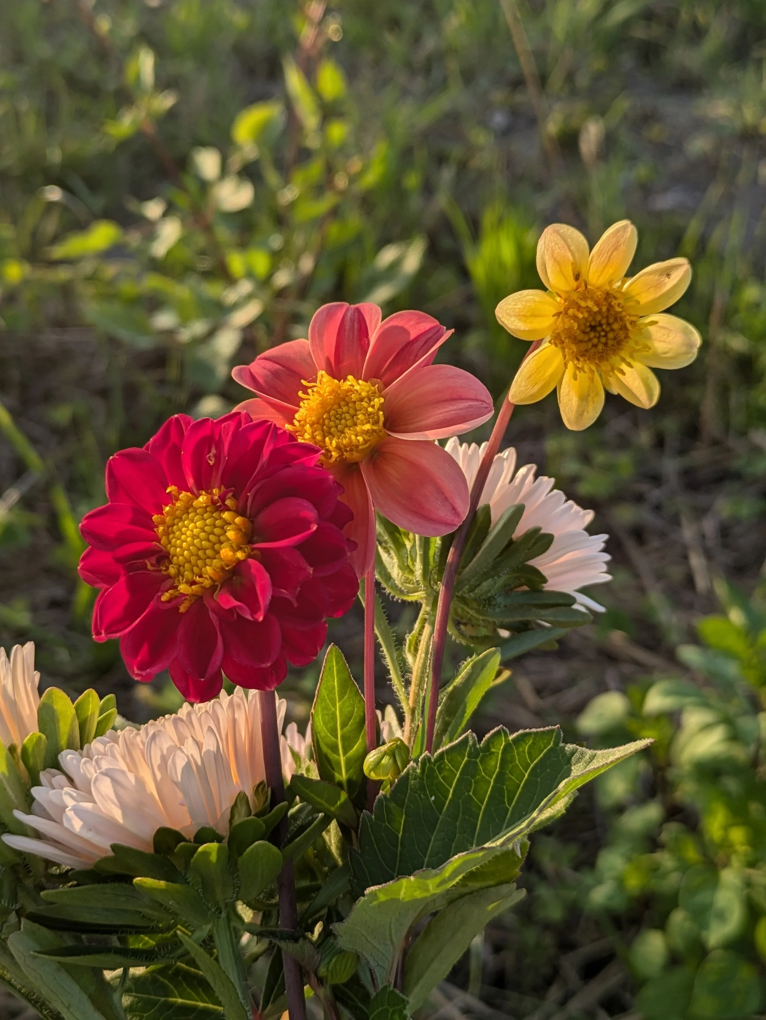 Fleurs colorées jaunes, roses et blanches dans un environnement naturel éclairé par le soleil.